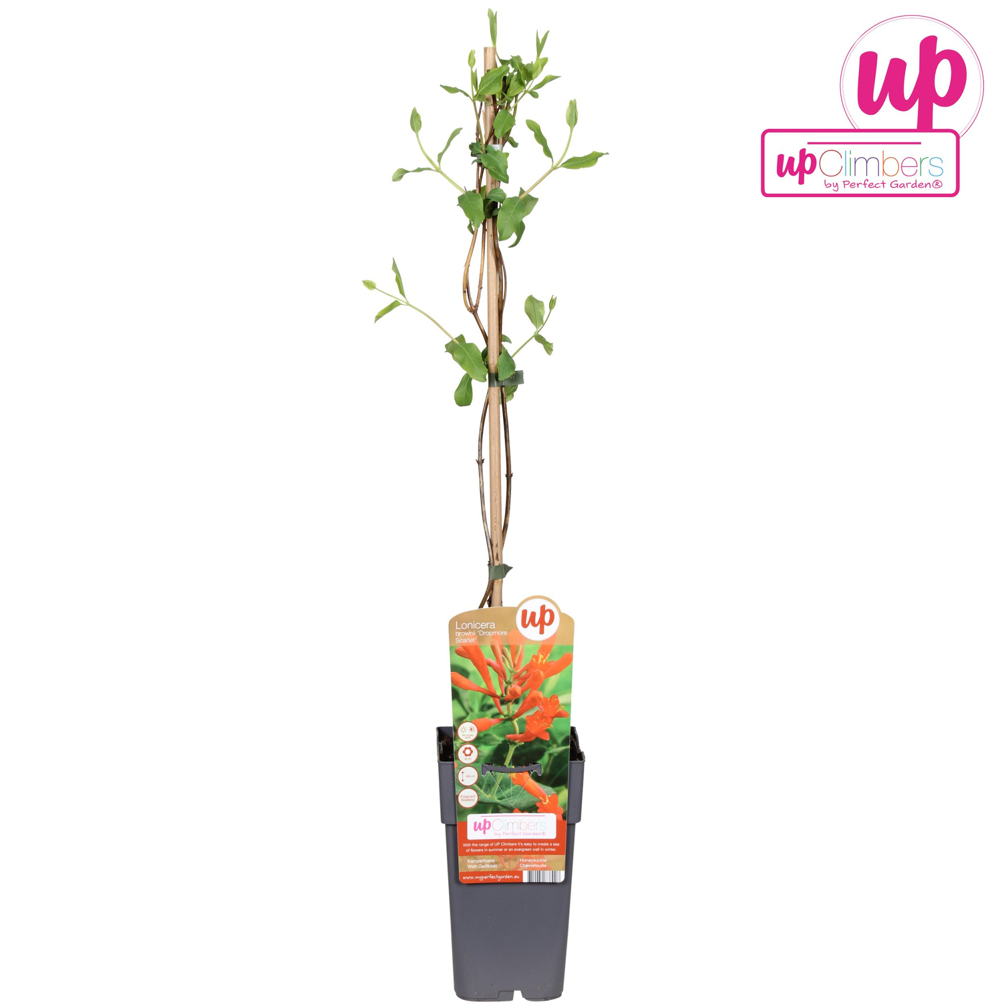 Lonicera brownii Dropmore Scarlet P15, D 15