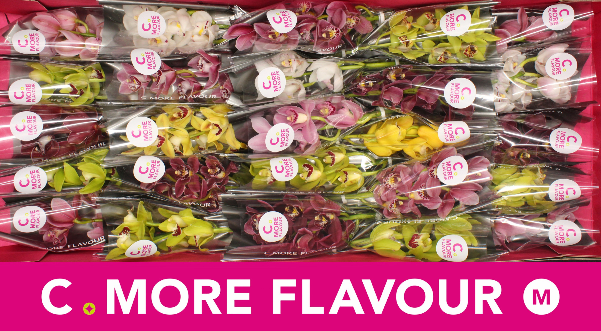 Цимбидиум мини Микс x25 30, шт.