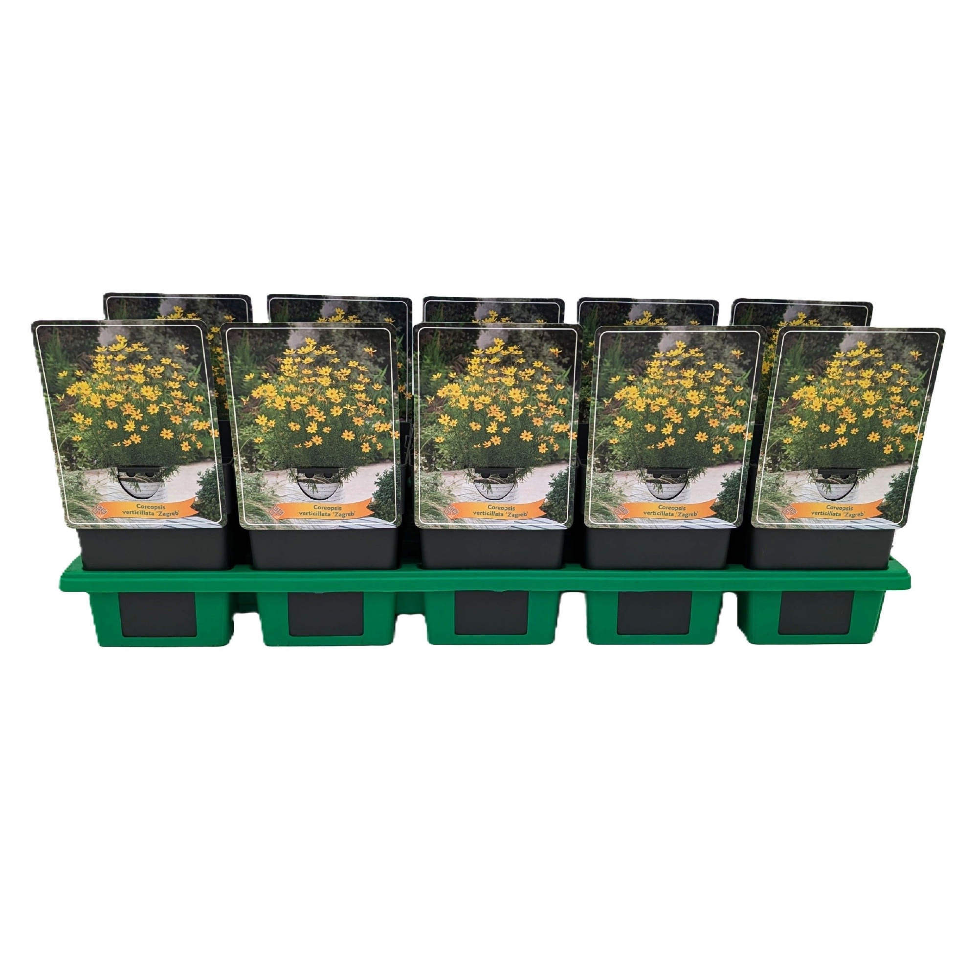 Coreopsis verticillata ‘Zagreb’ P11, D 11