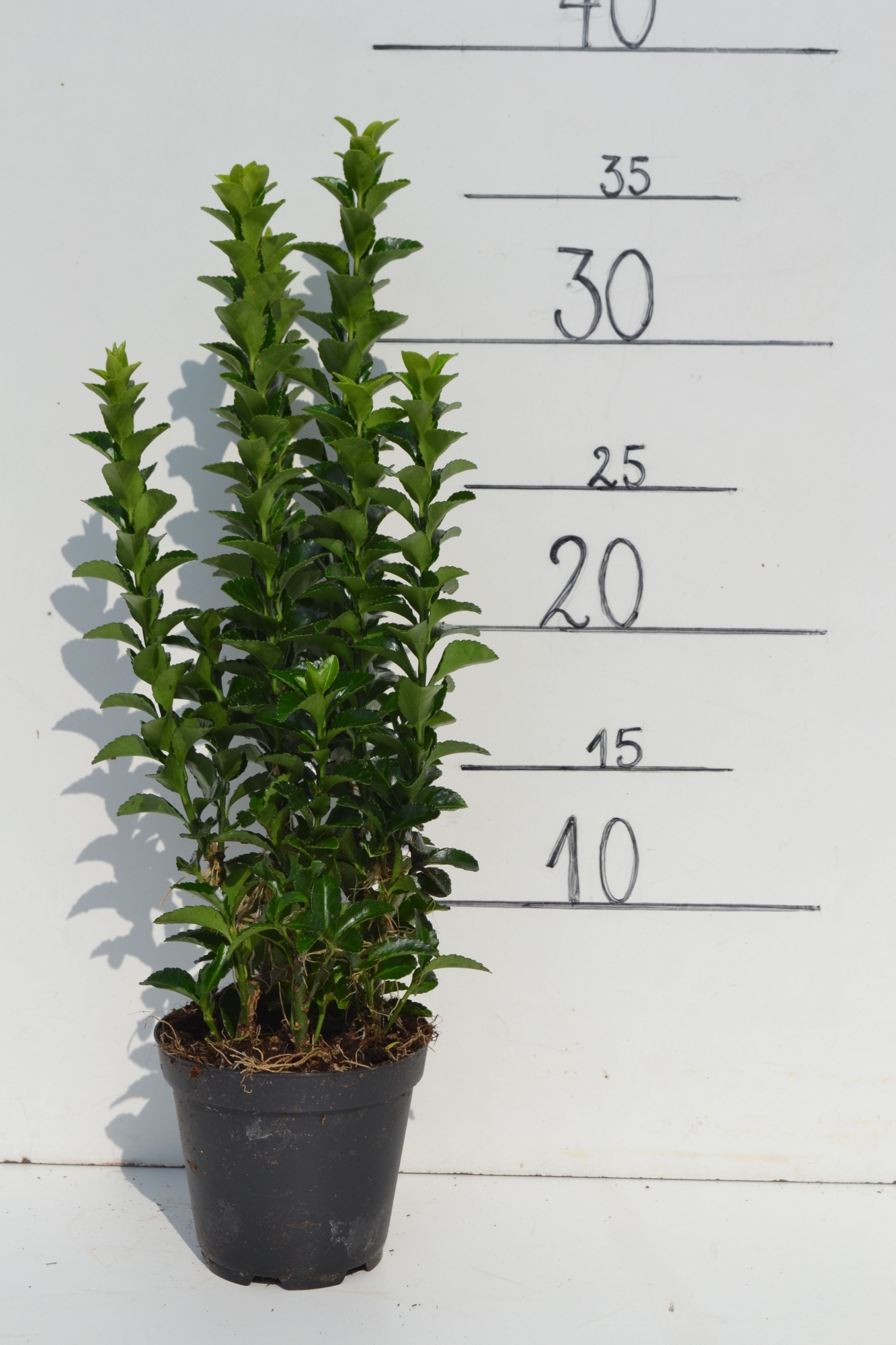 Euonymus japonicus 'Green Spire', D 9 cm