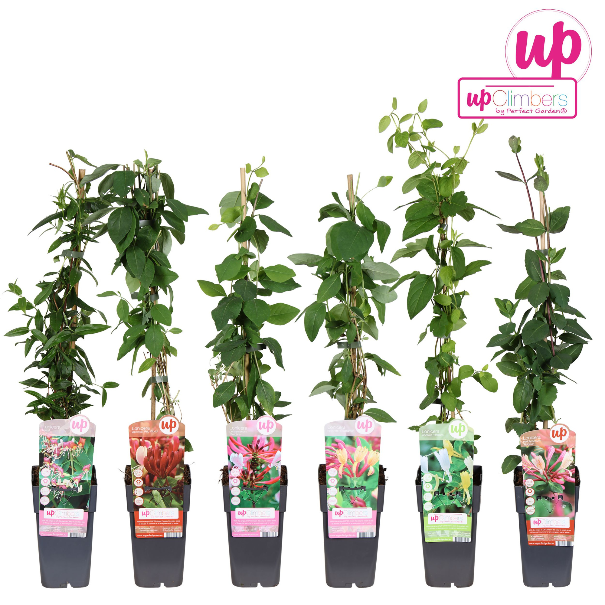 Lonicera mix laag P15, D 15 cm