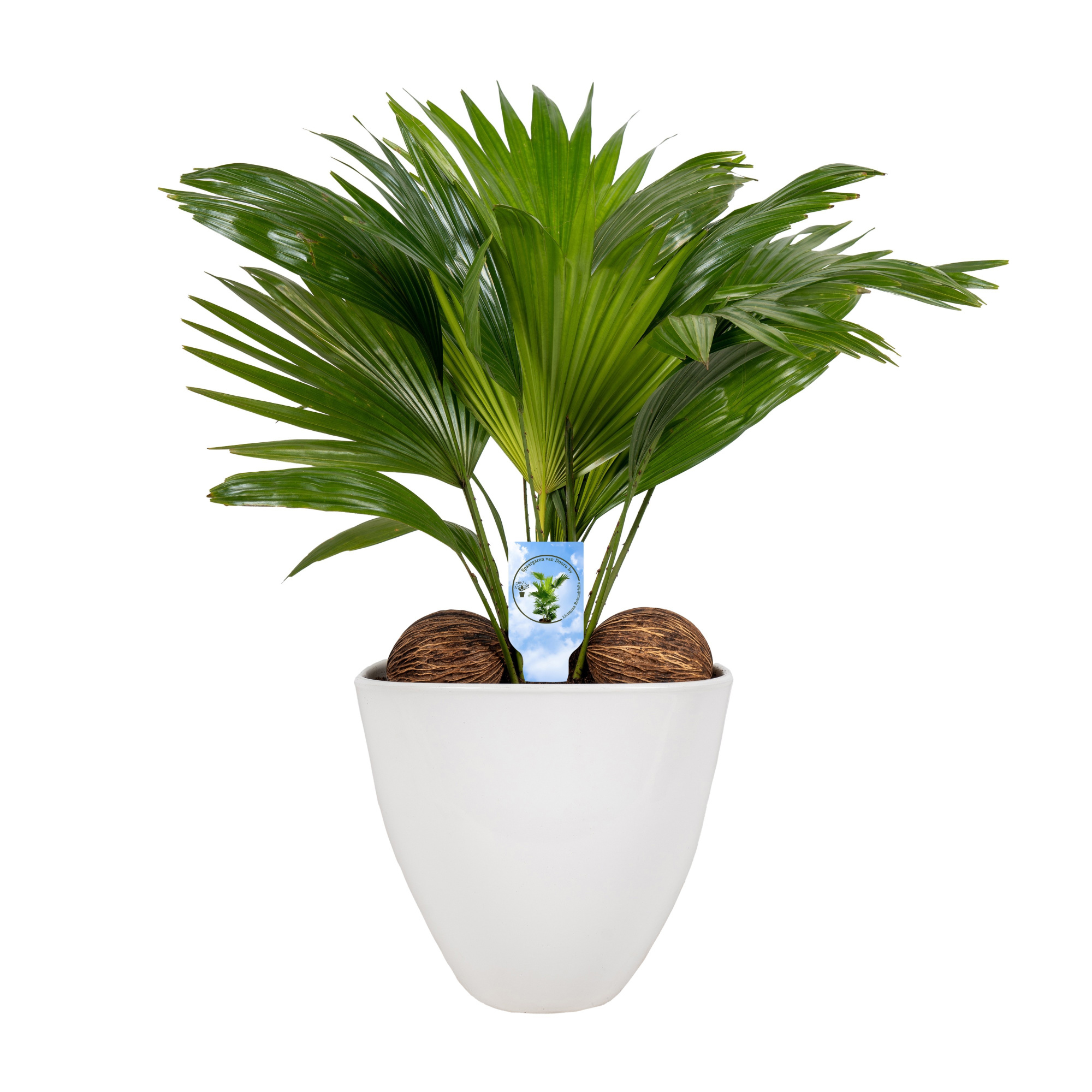 Livistona in avani pot white asp Lucht Zuiverend, D 22