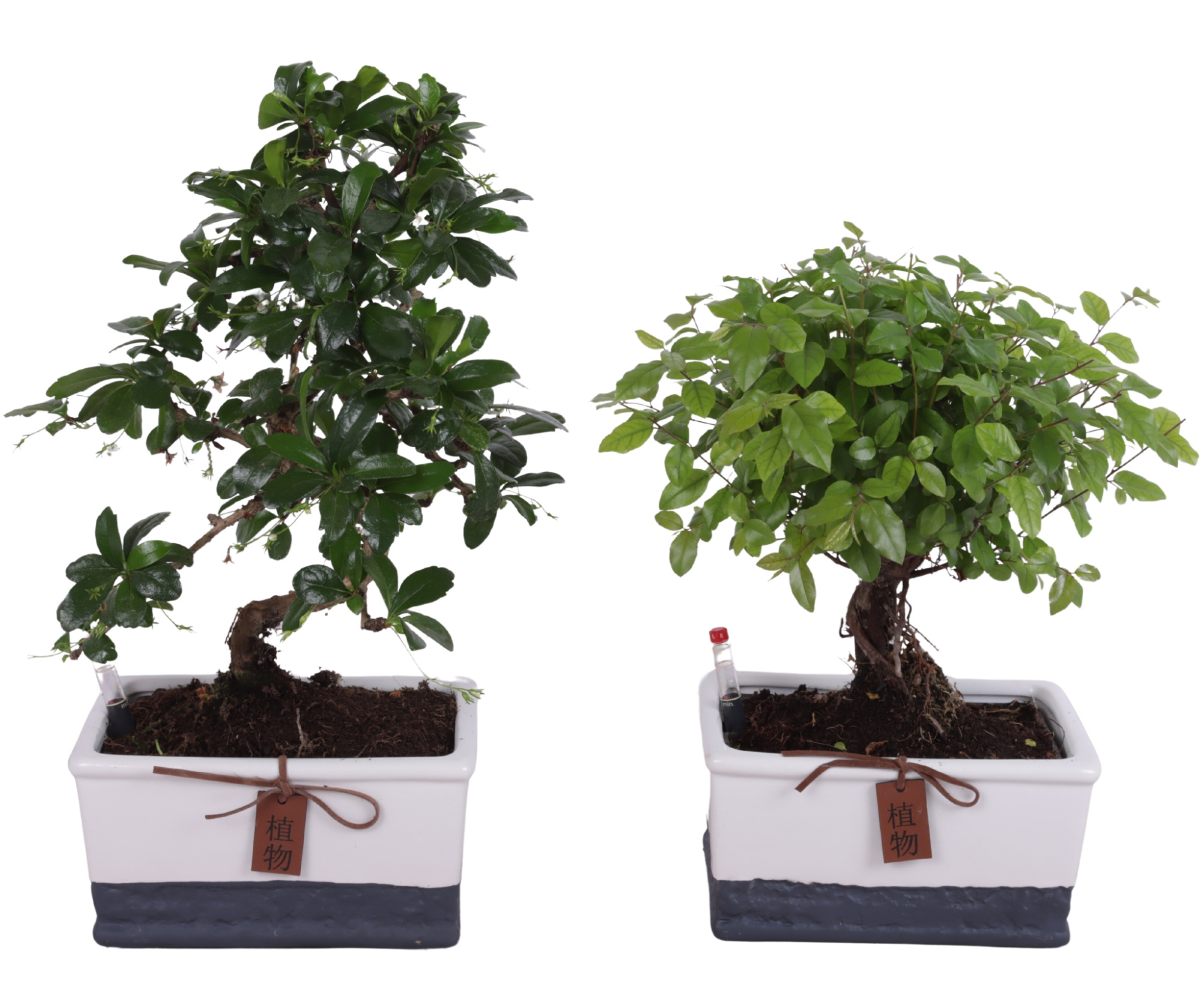 Bonsai Mixed Easy Care pot in ø17cm Twotone Ceramic 2021, D 17 cm