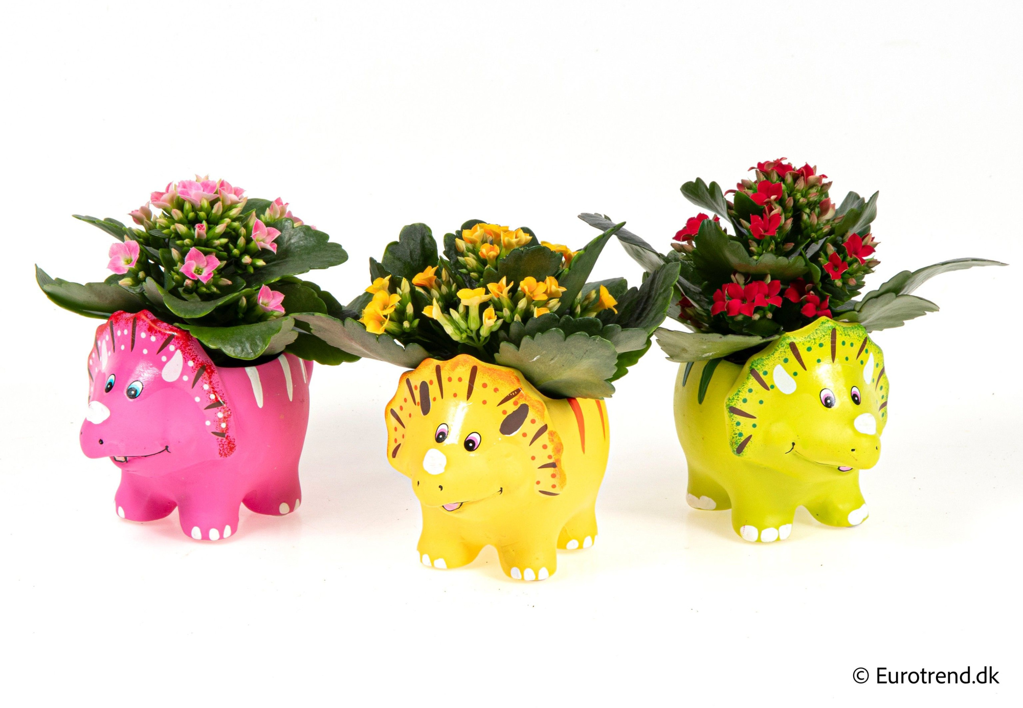 Kalanchoe in ceramic - Spring, Summer & Autumn 2025, D 6 cm