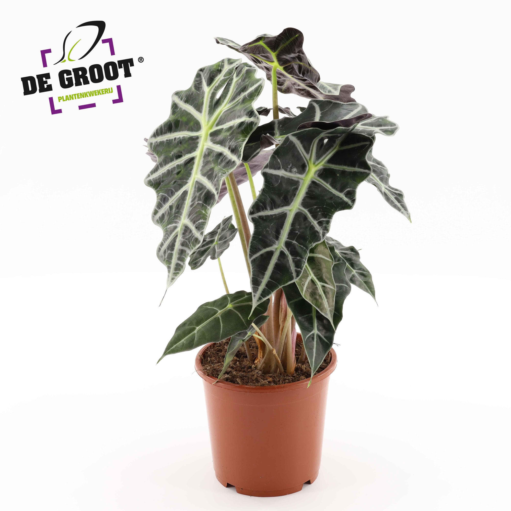 Alocasia 'Polly', D 17 cm