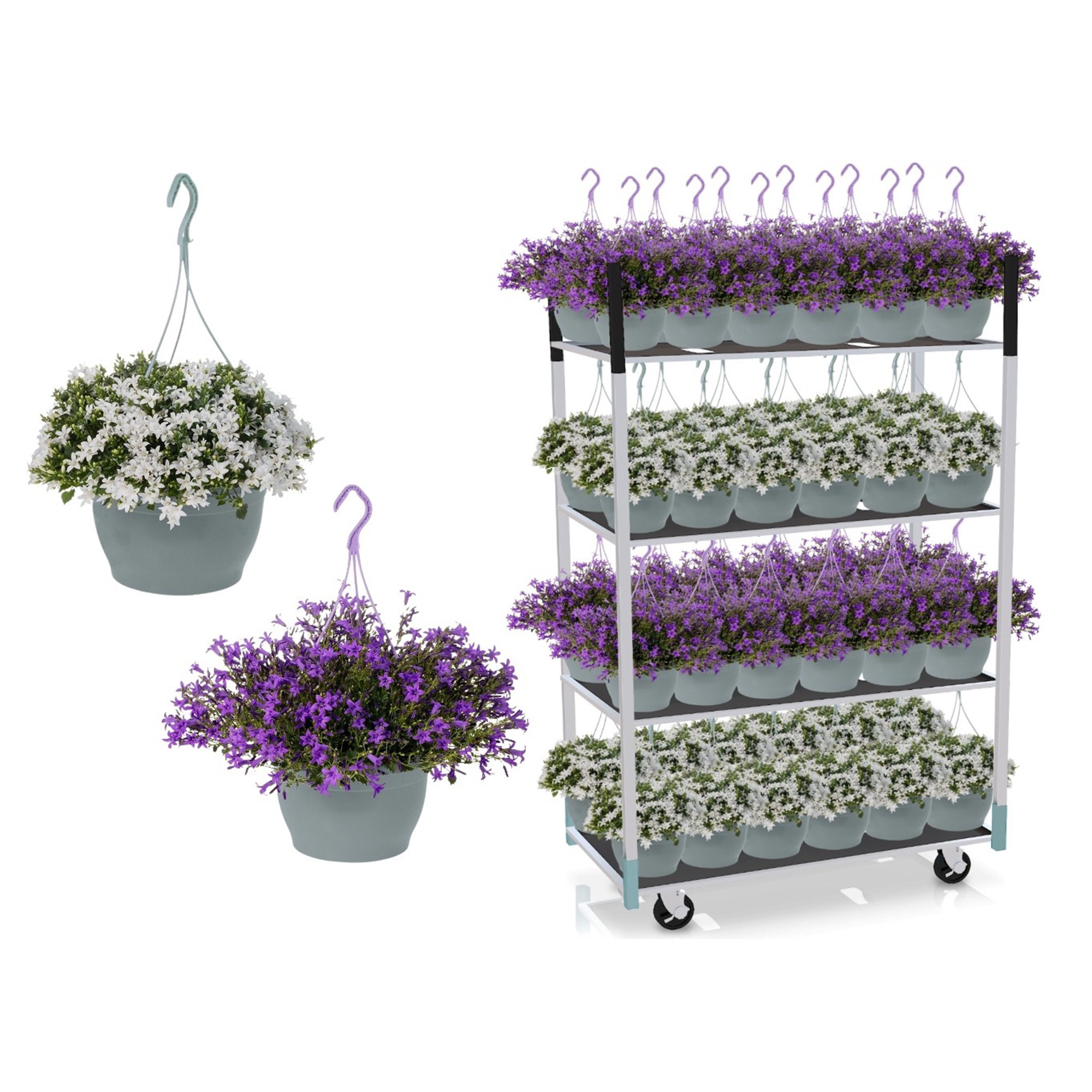 Campanula Mengdeen: Ambella® Purple en White, D 25