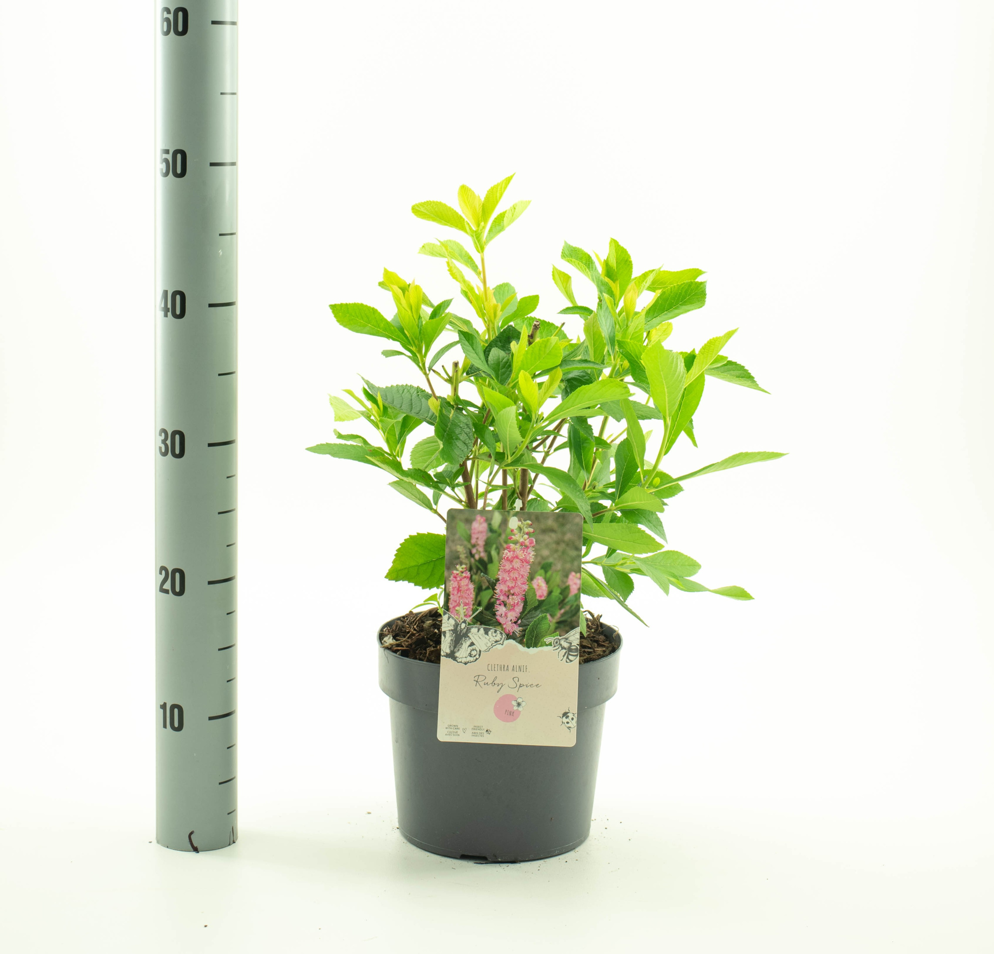 Clethra alnifolia 'Ruby Spice', D 19 cm