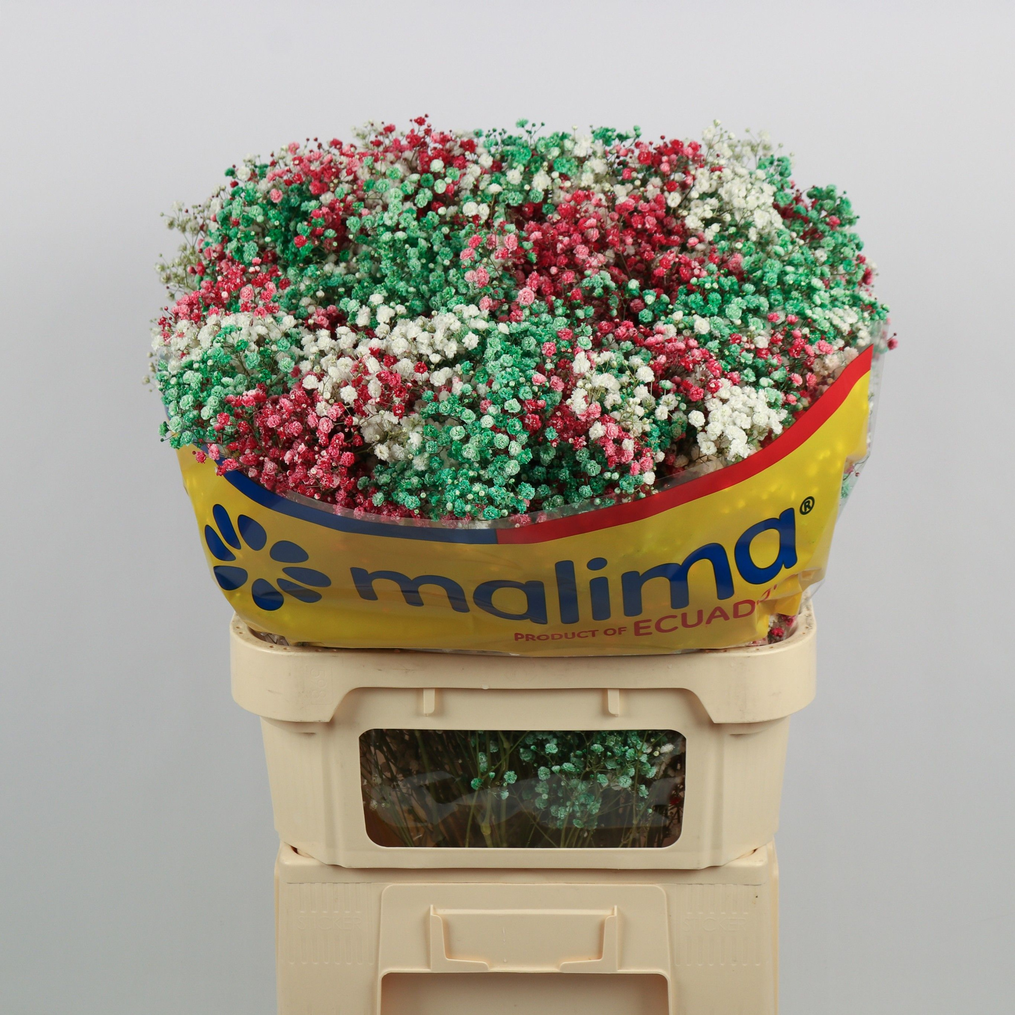 Гипсофила Овериг Крашеная (краш. ) 75, шт.