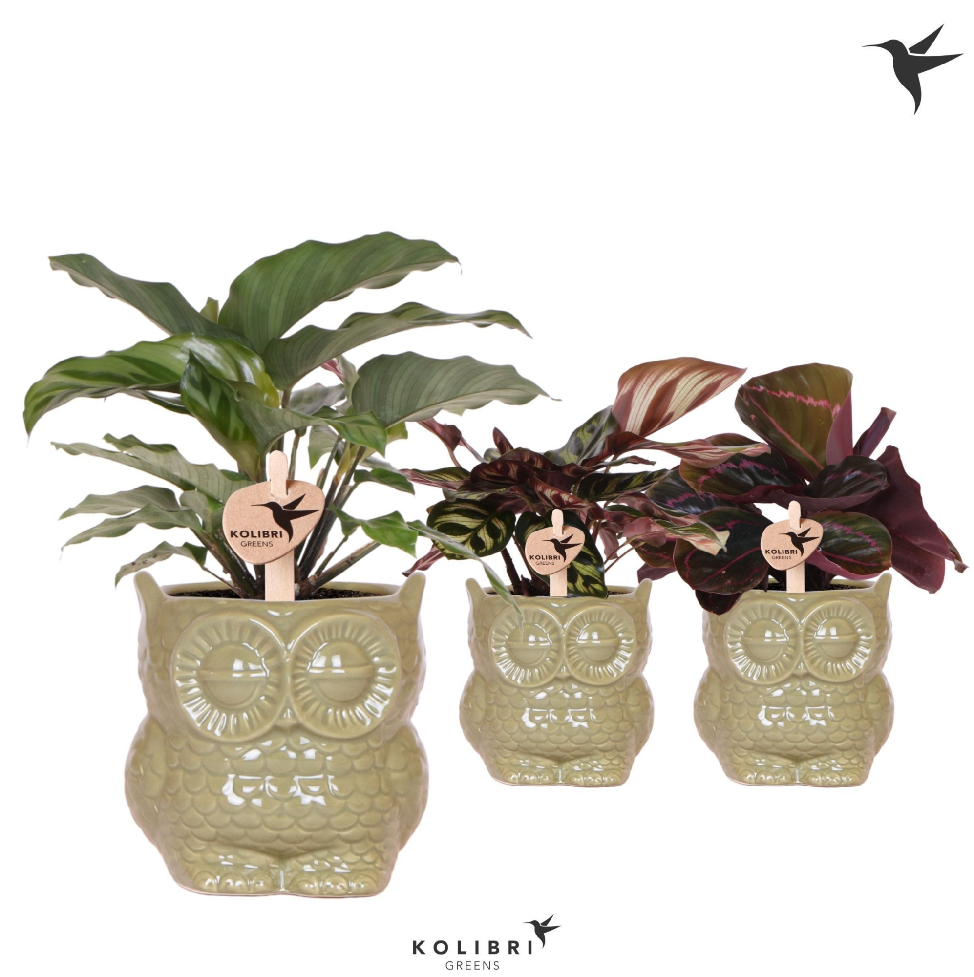 Kolibri Greens Calathea mix in Owl pot green, D 9 cm