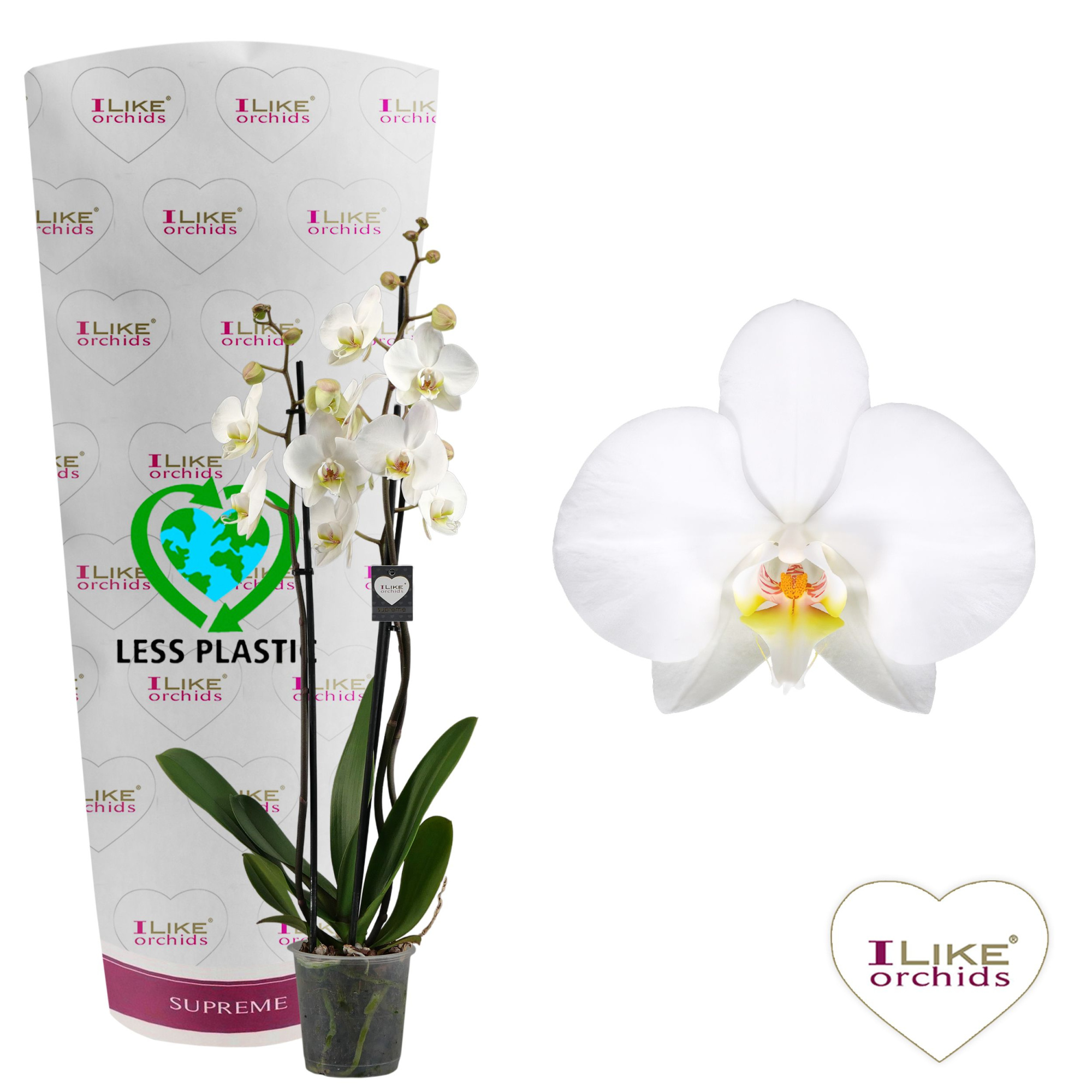 Phalaenopsis Leeds - 3 tak 70cm (Less plastic), D 12 cm