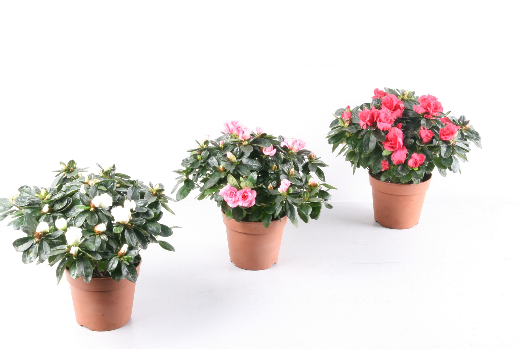 004 : Azalea p12 'Hellmut Vogel' mix diameter 20cm jaarrond, D 12 cm