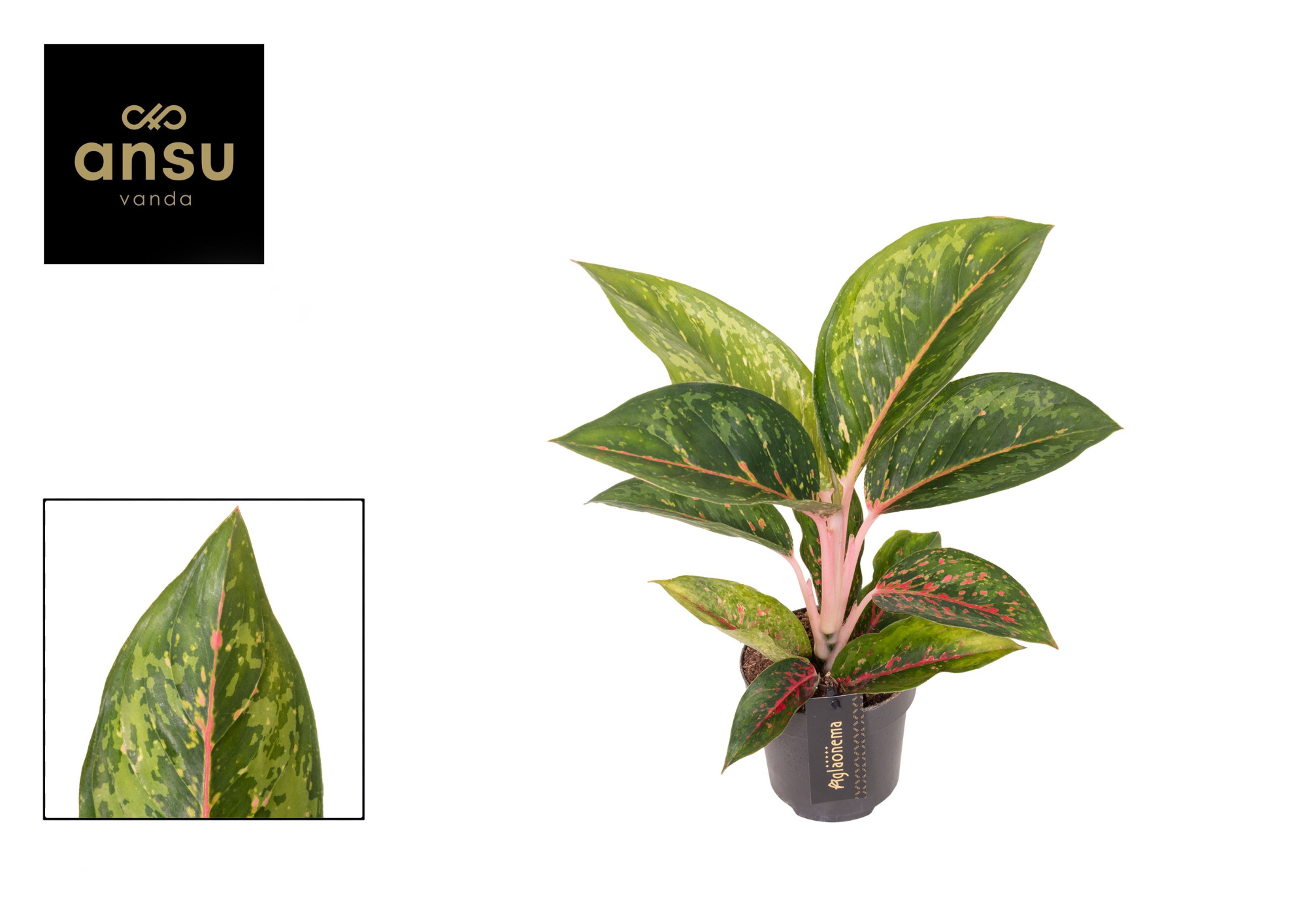 Aglaonema Camo Carmine, D 12 cm