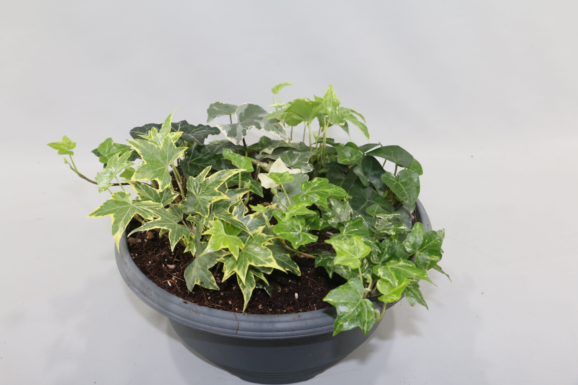 Hedera Schaal 27cm 5 Soorten, D 13