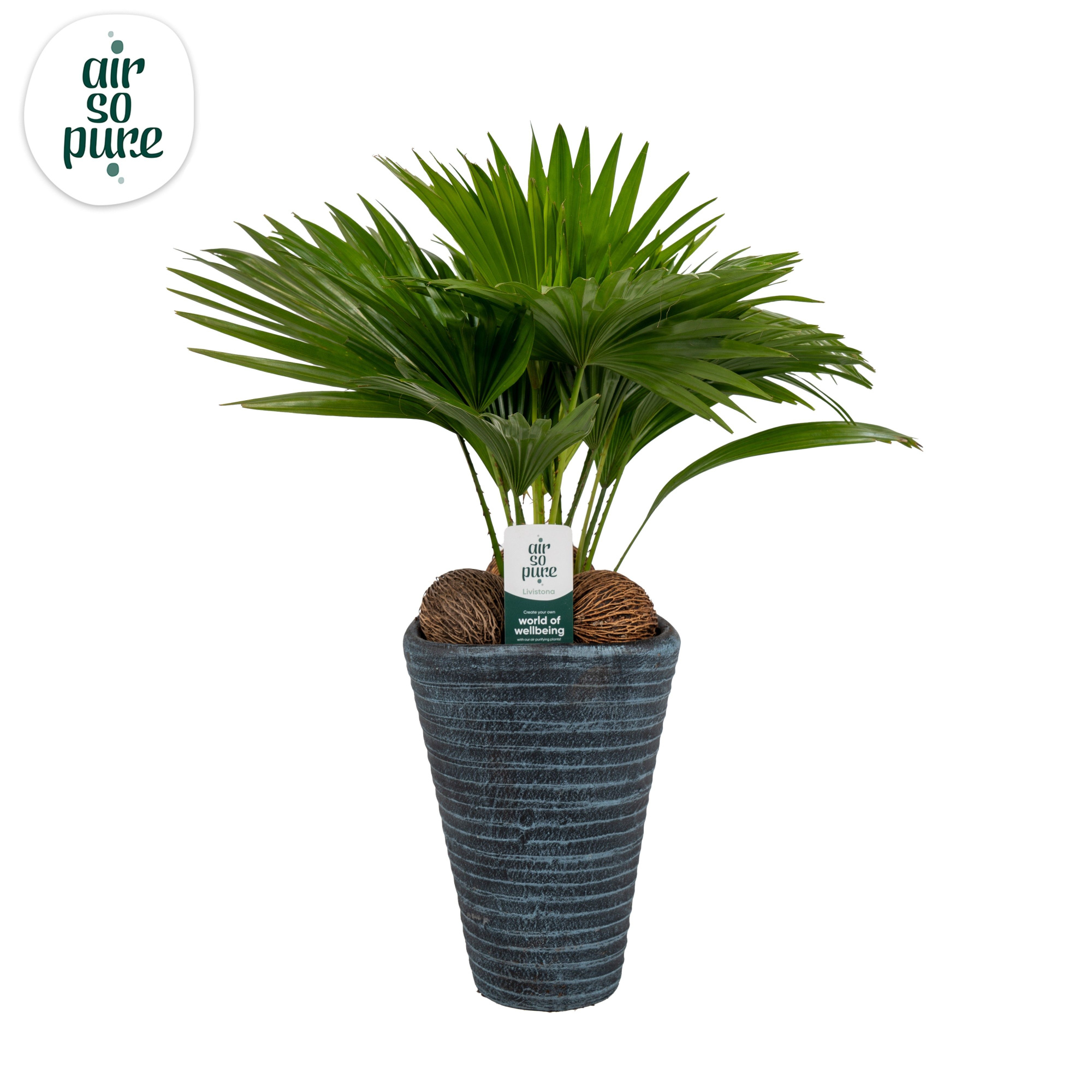 Livistona rotundifolia11 s Asp Air So Pure blue pot, D 16 cm