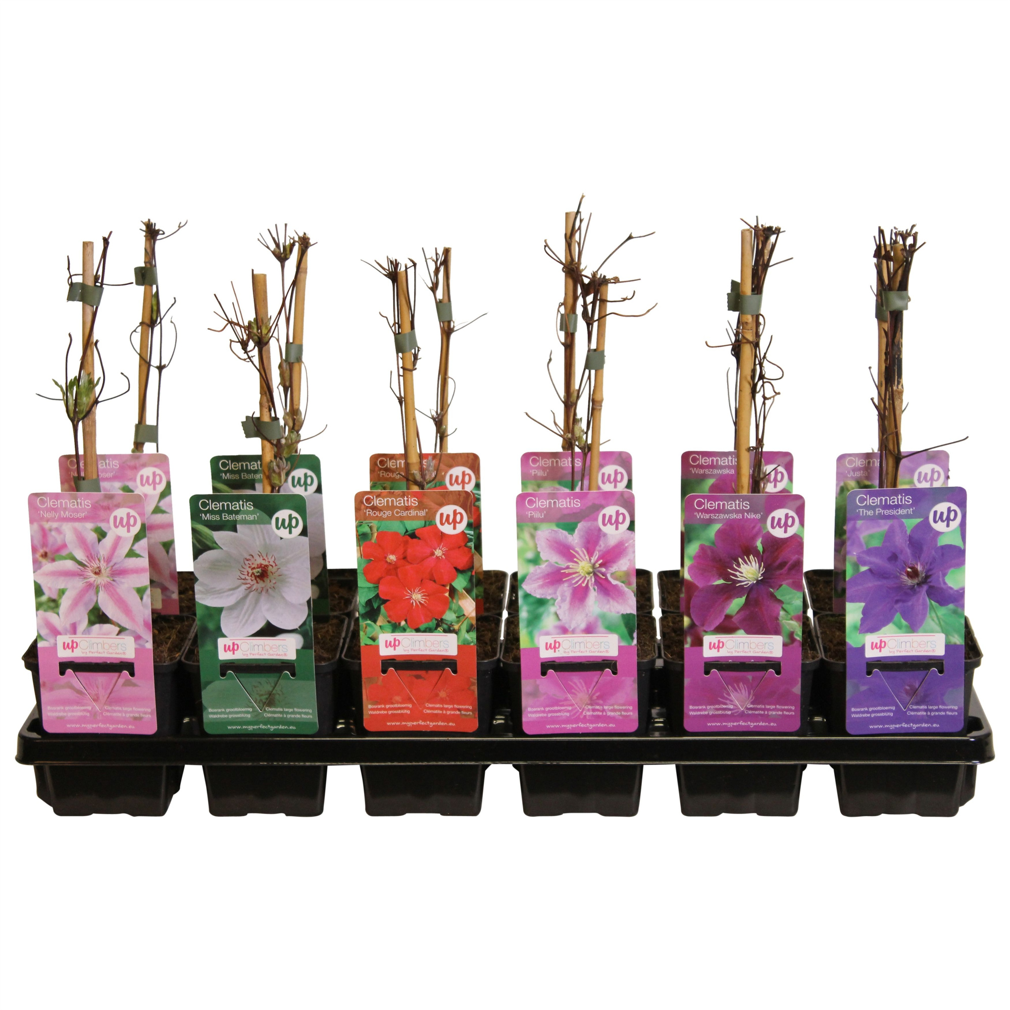 Clematis mix tray budget P9, D 9