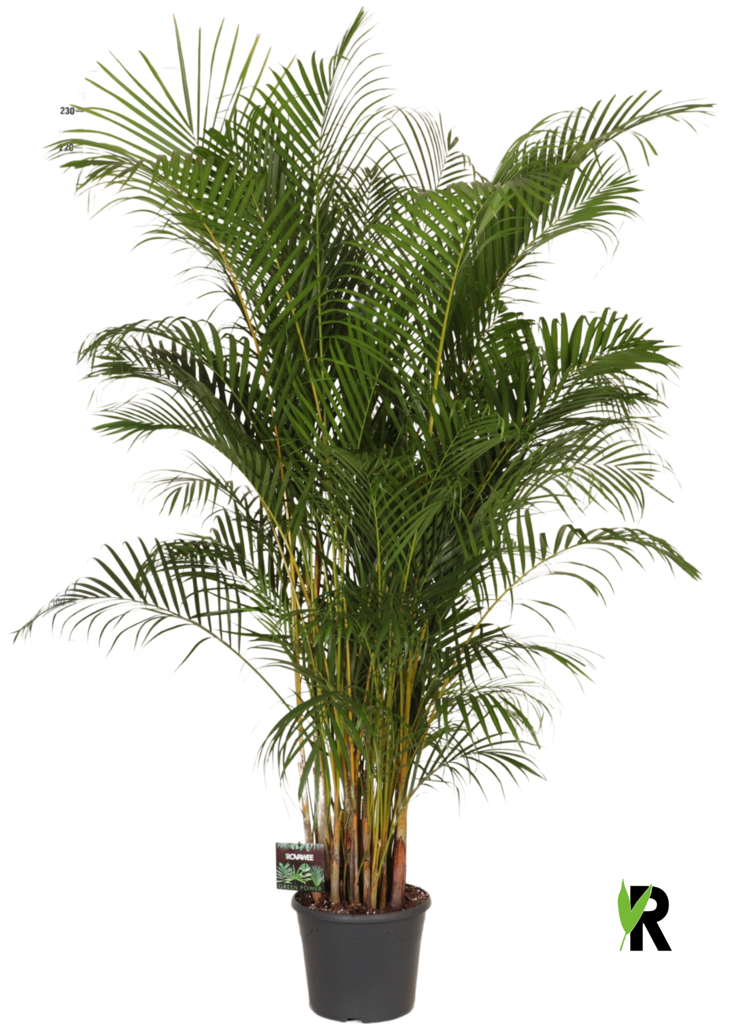 Dypsis lutescens, D 35