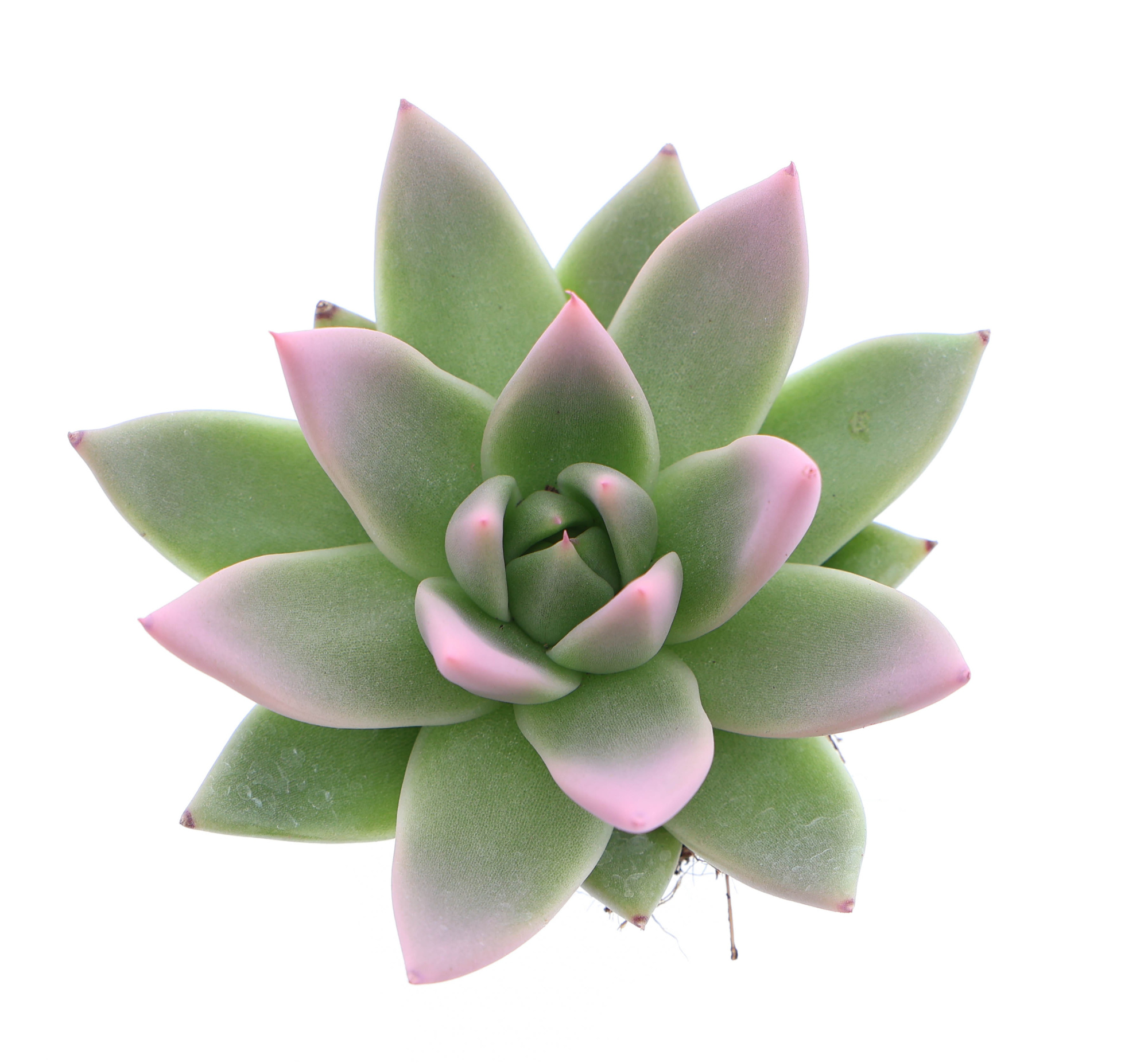 Miranda tips rose, D 6 cm