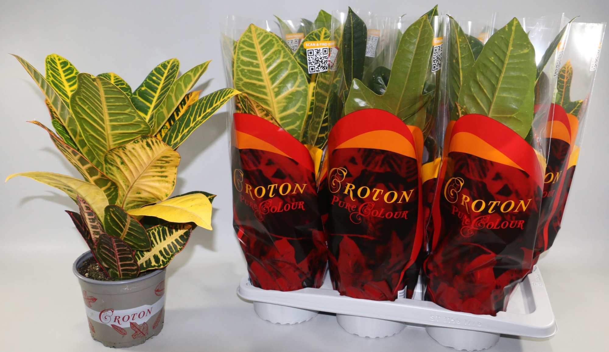 Croton Mix Excellent en Petra in Design hoes "Sunshiners®", D 17 cm