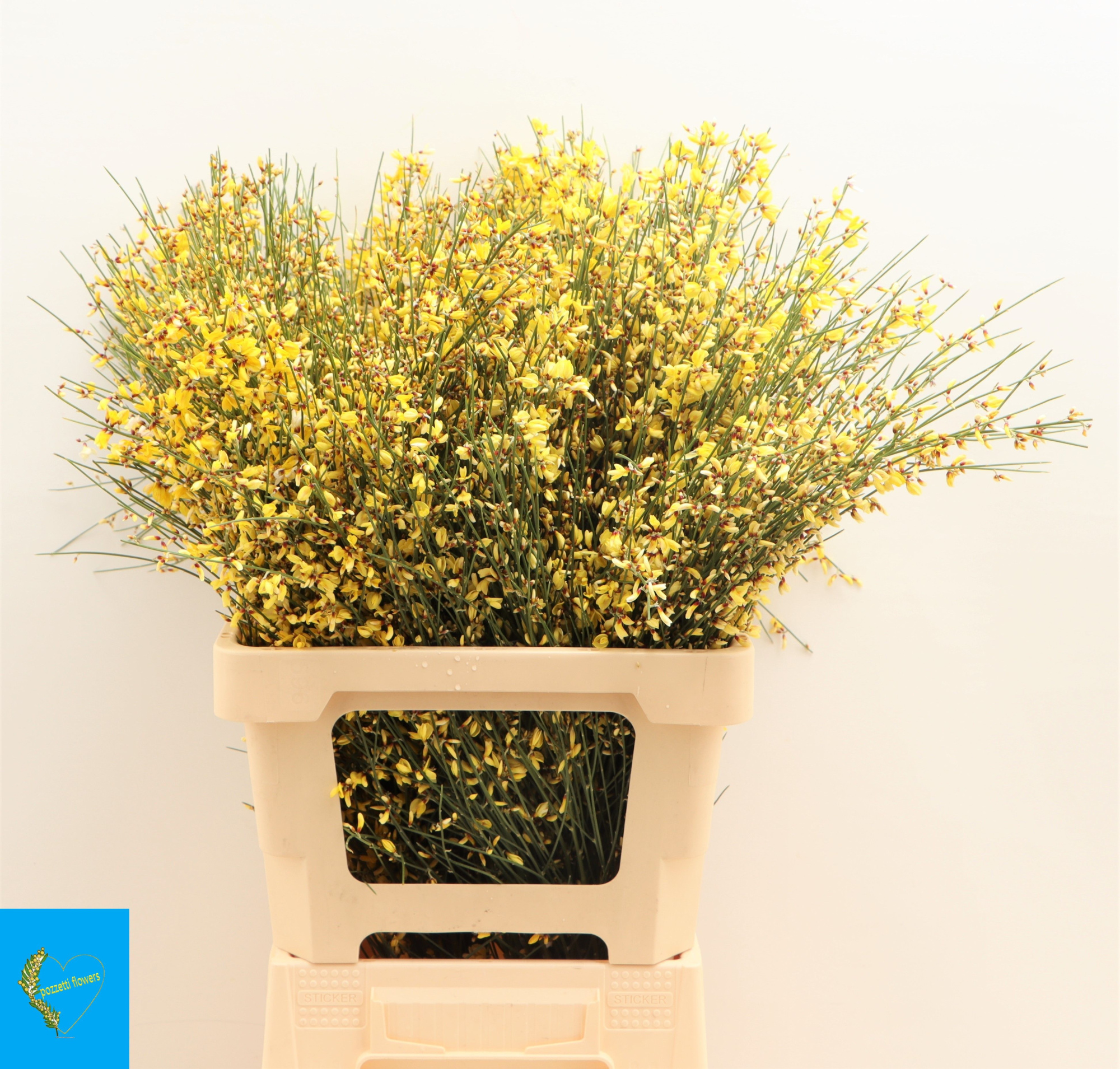 Гениста Овериг Желтая за пучок 65, пуч.