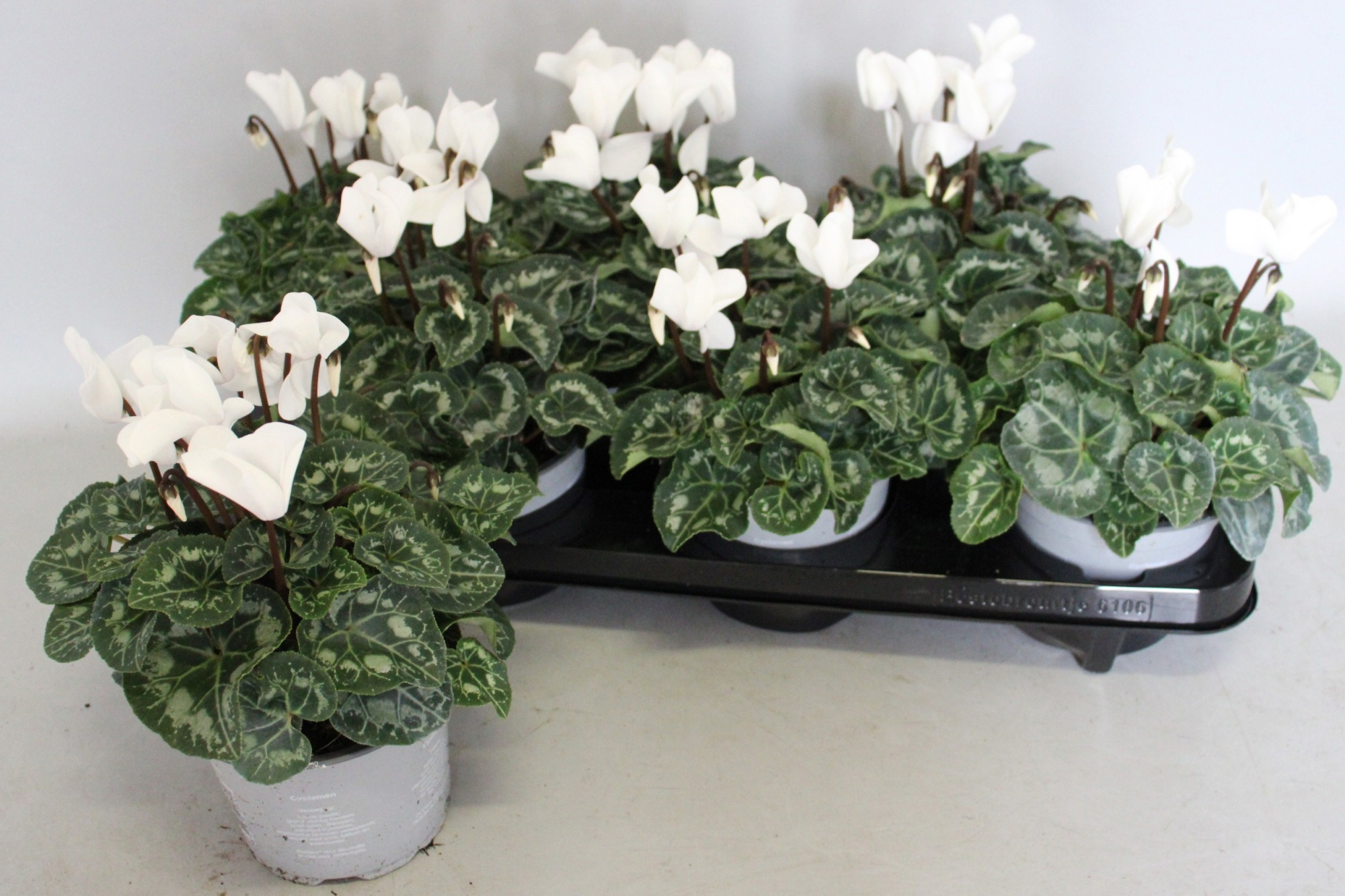 Cyclamen Super Serie XL 13 cm White, D 13 cm
