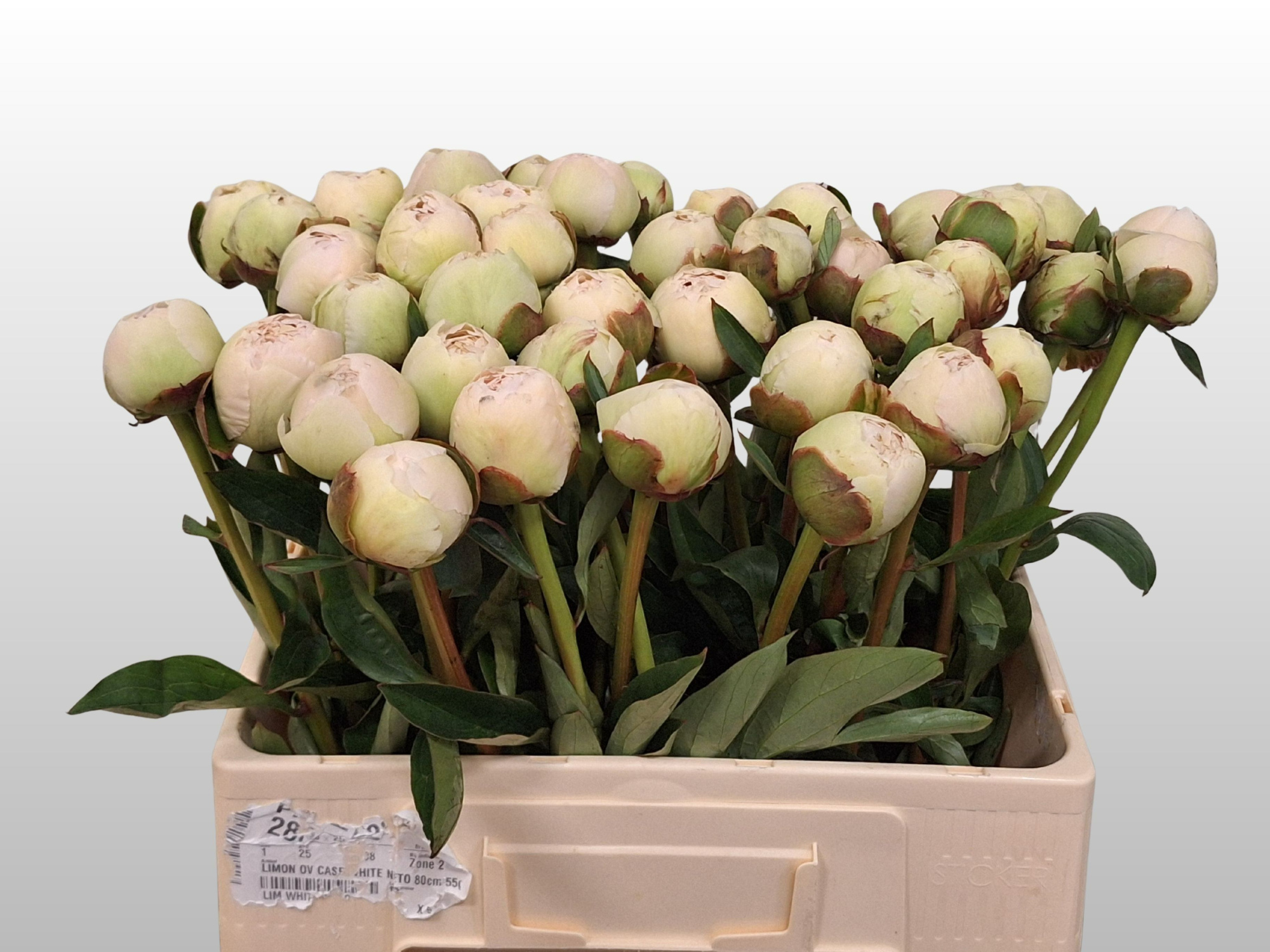 Пион Боул Оф Крим 55 (крем.), шт.