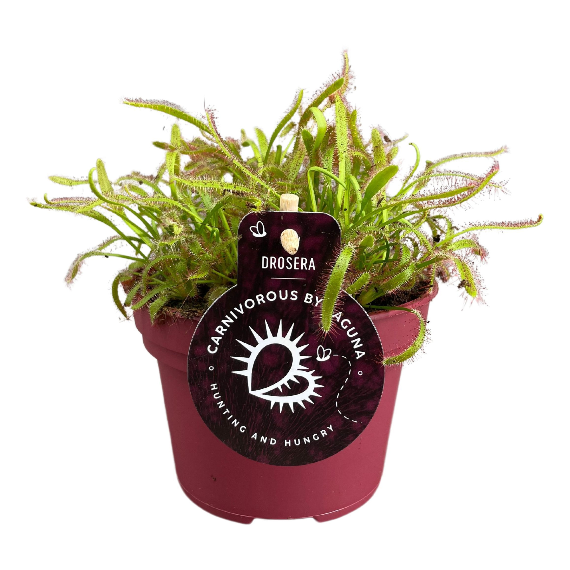 Drosera Capensis 12 cm breedbladig rood, D 12