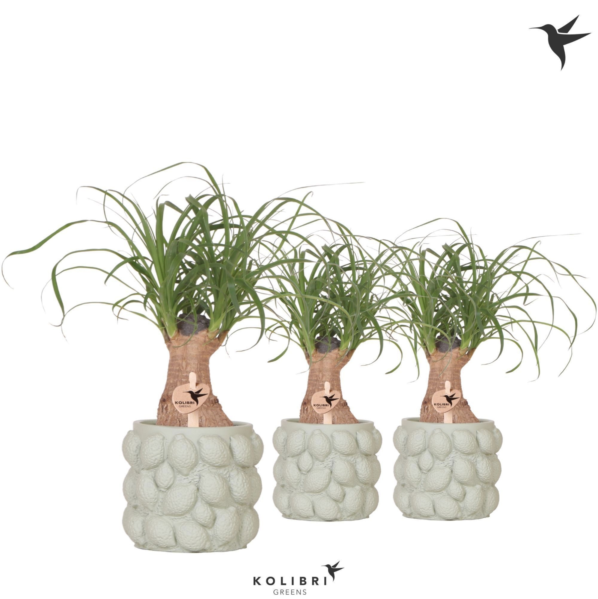 Kolibri Greens Beaucarnea in Citrus pot green, D 9 cm