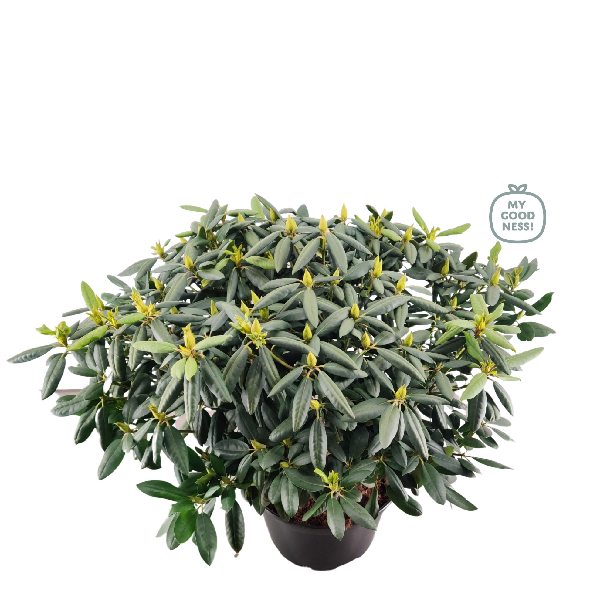 Rhododendron 100cm /25 liter 'Roseum Elegans', D 38