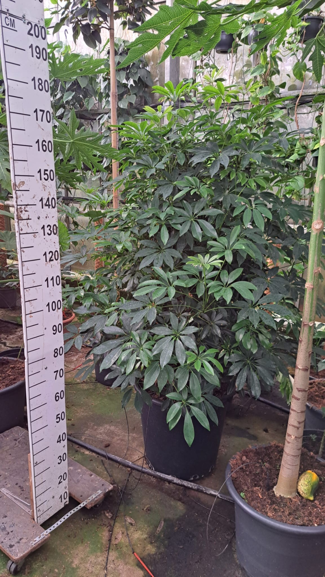Schefflera Compacta Bush XL 190, D 55 cm
