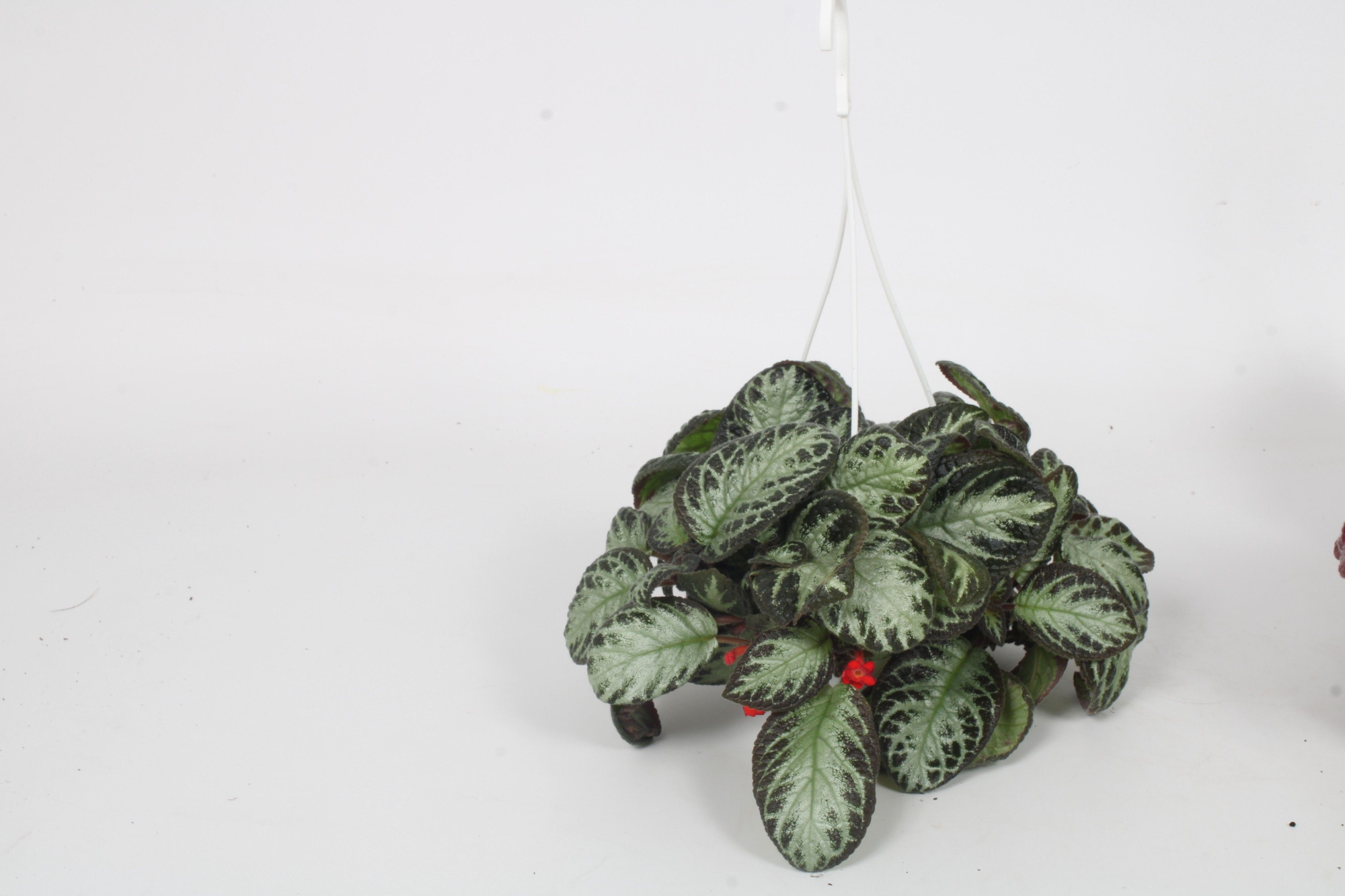 Episcia Silver Shield 14CM, D 14 cm