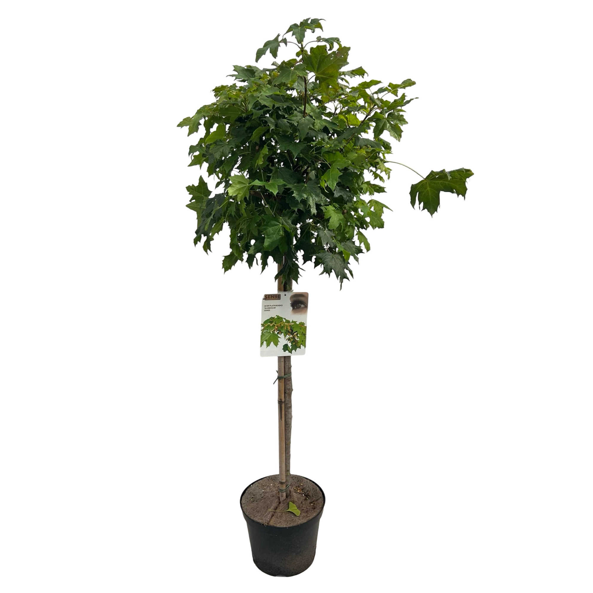 Acer plat. 'Globosum' stam 100cm, D 27 cm