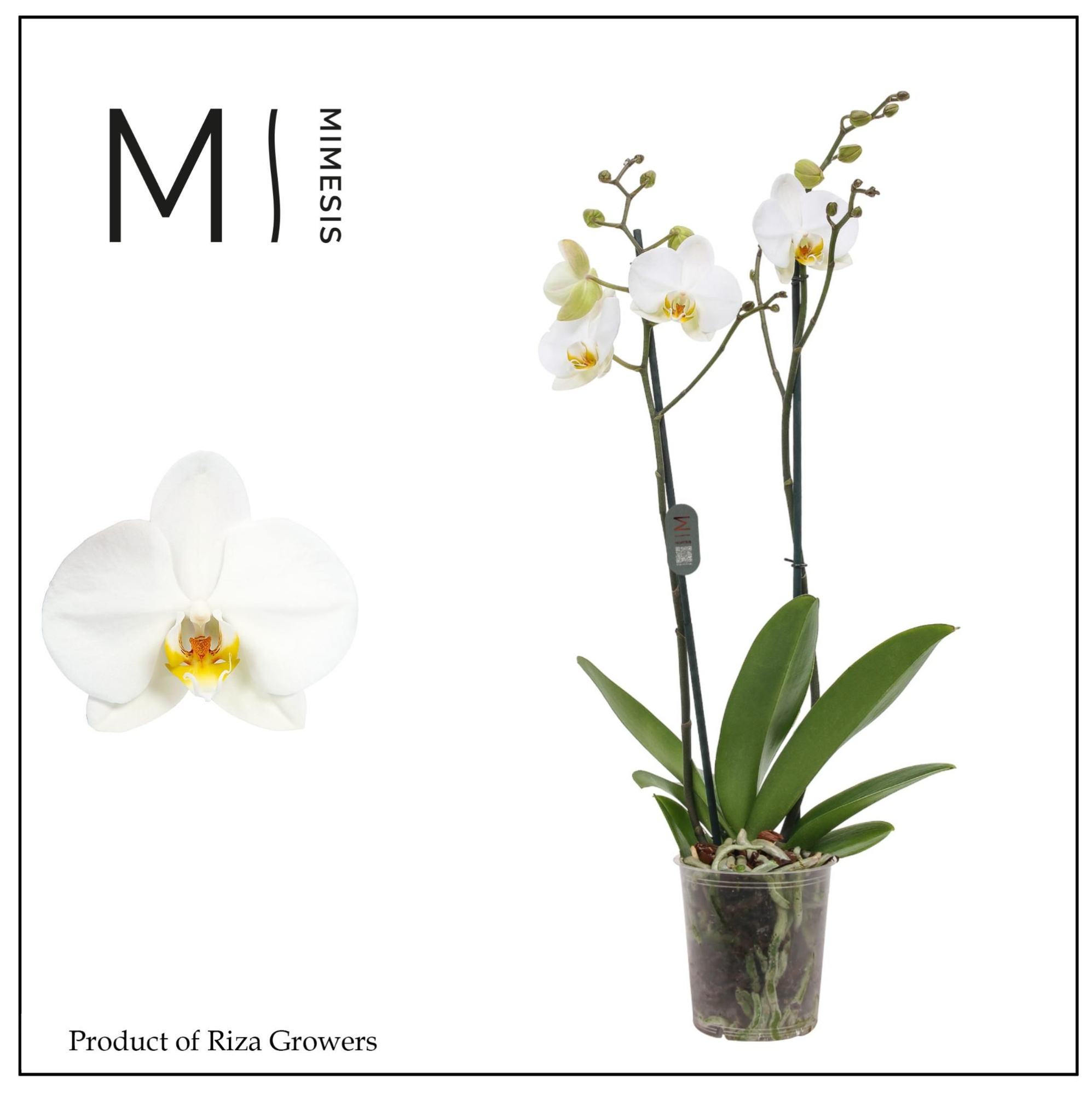 Phalaenopsis London 2 spike - 12cm | Mimesis, D 12 cm