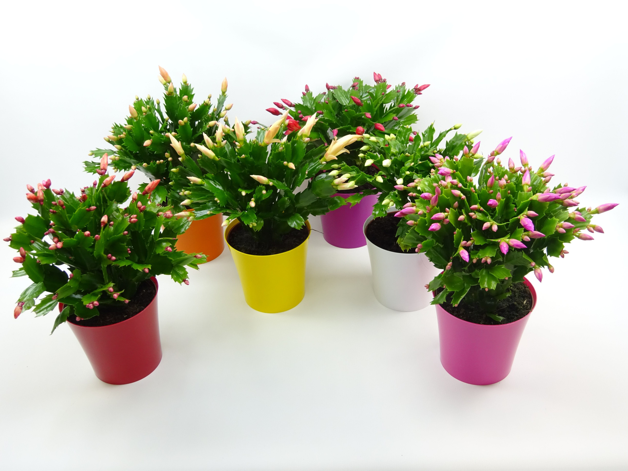 Schlumbergera 13 cm ton sur ton, D 13 cm