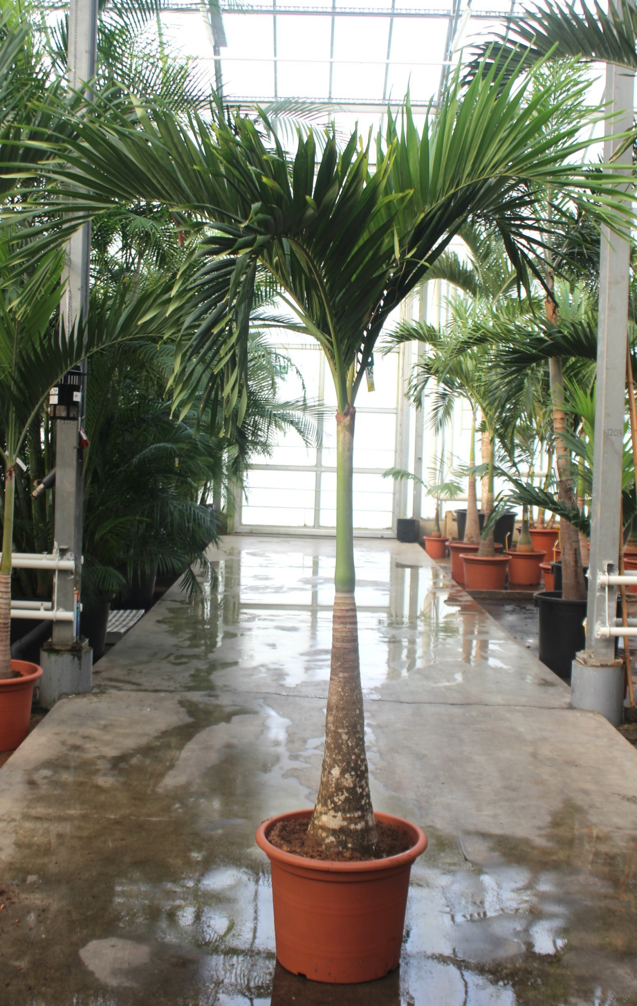 Veitchia merrillii, D 55