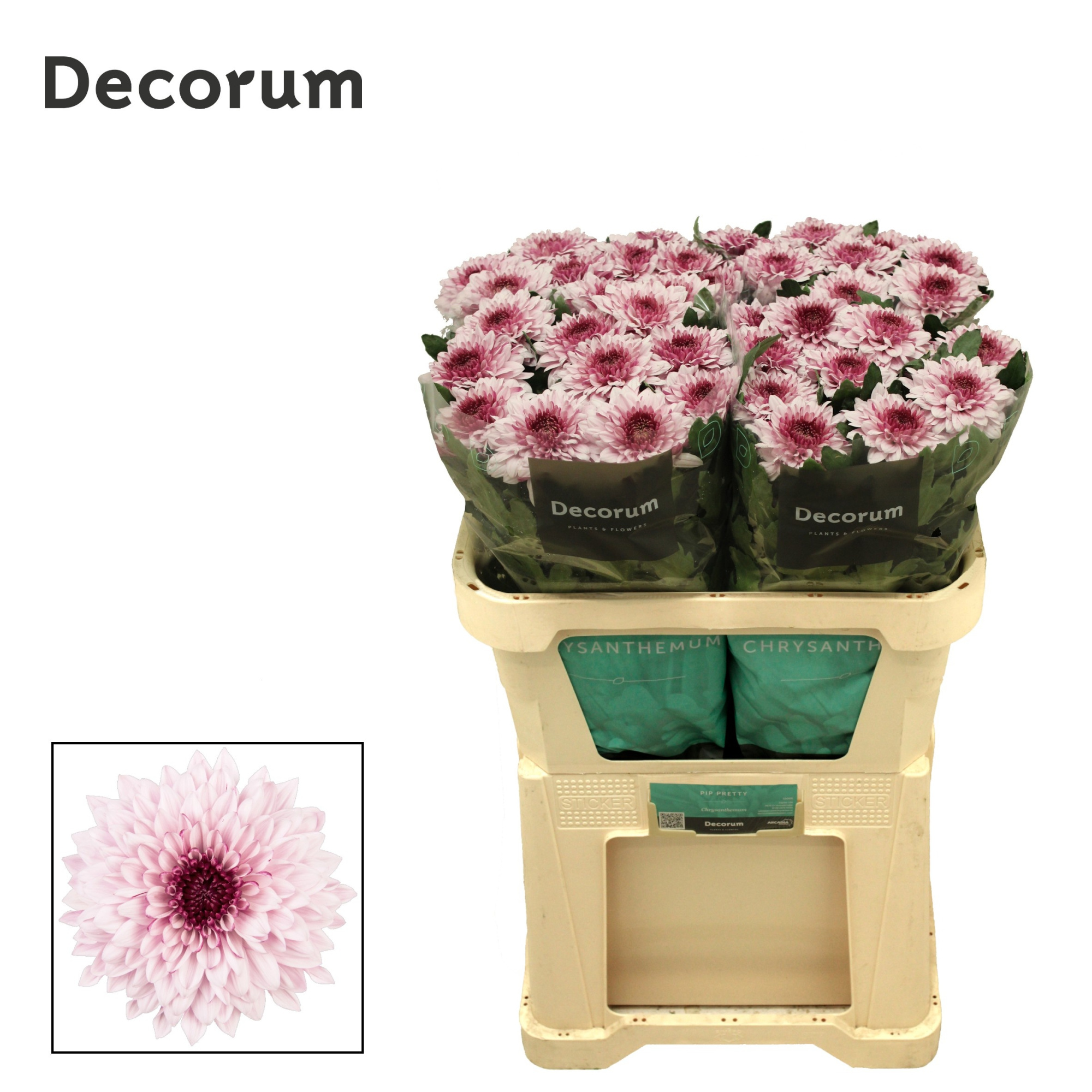 Хризантема од. Пип Прити 70, шт.