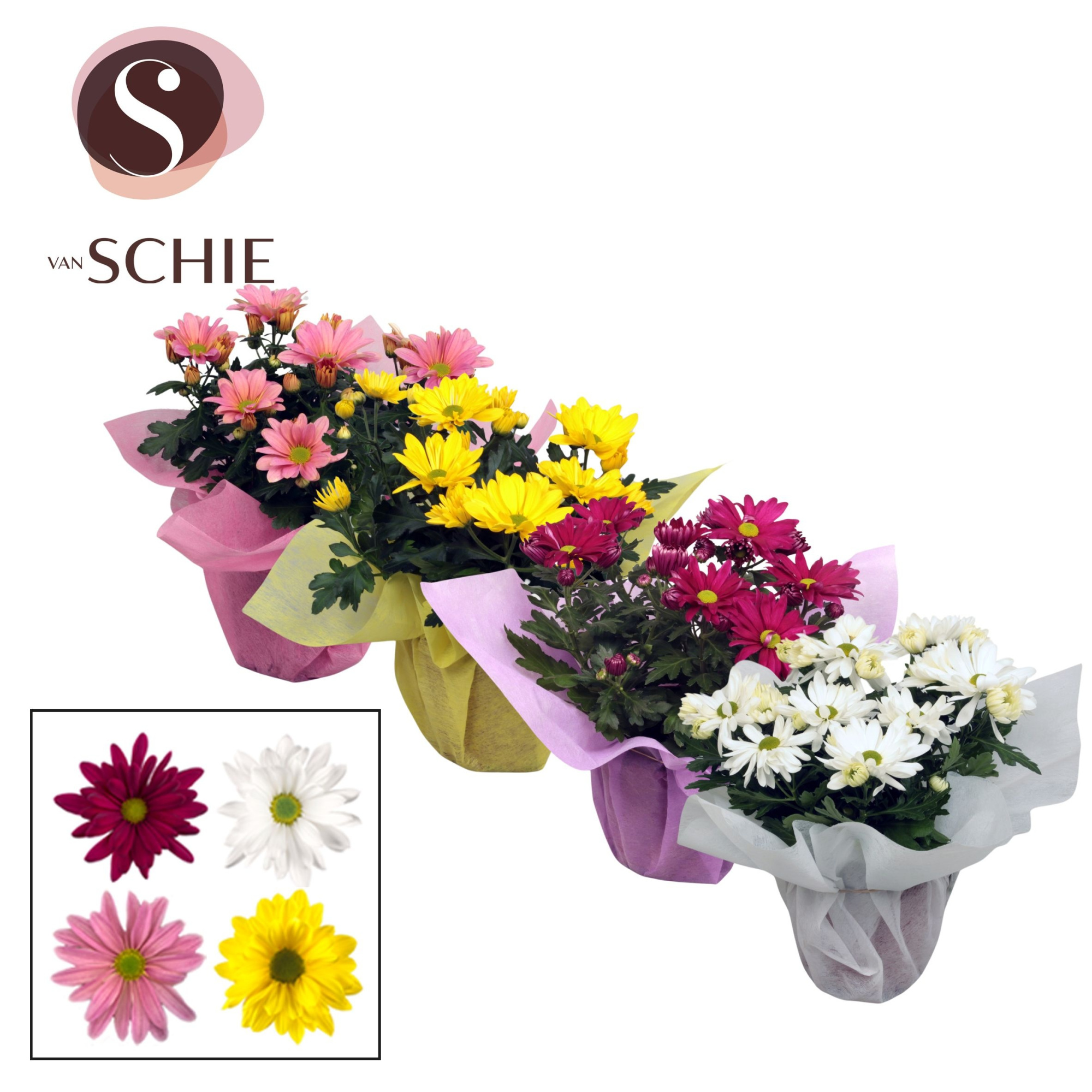 Ch Margarita Mix WRAP non woven, D 13