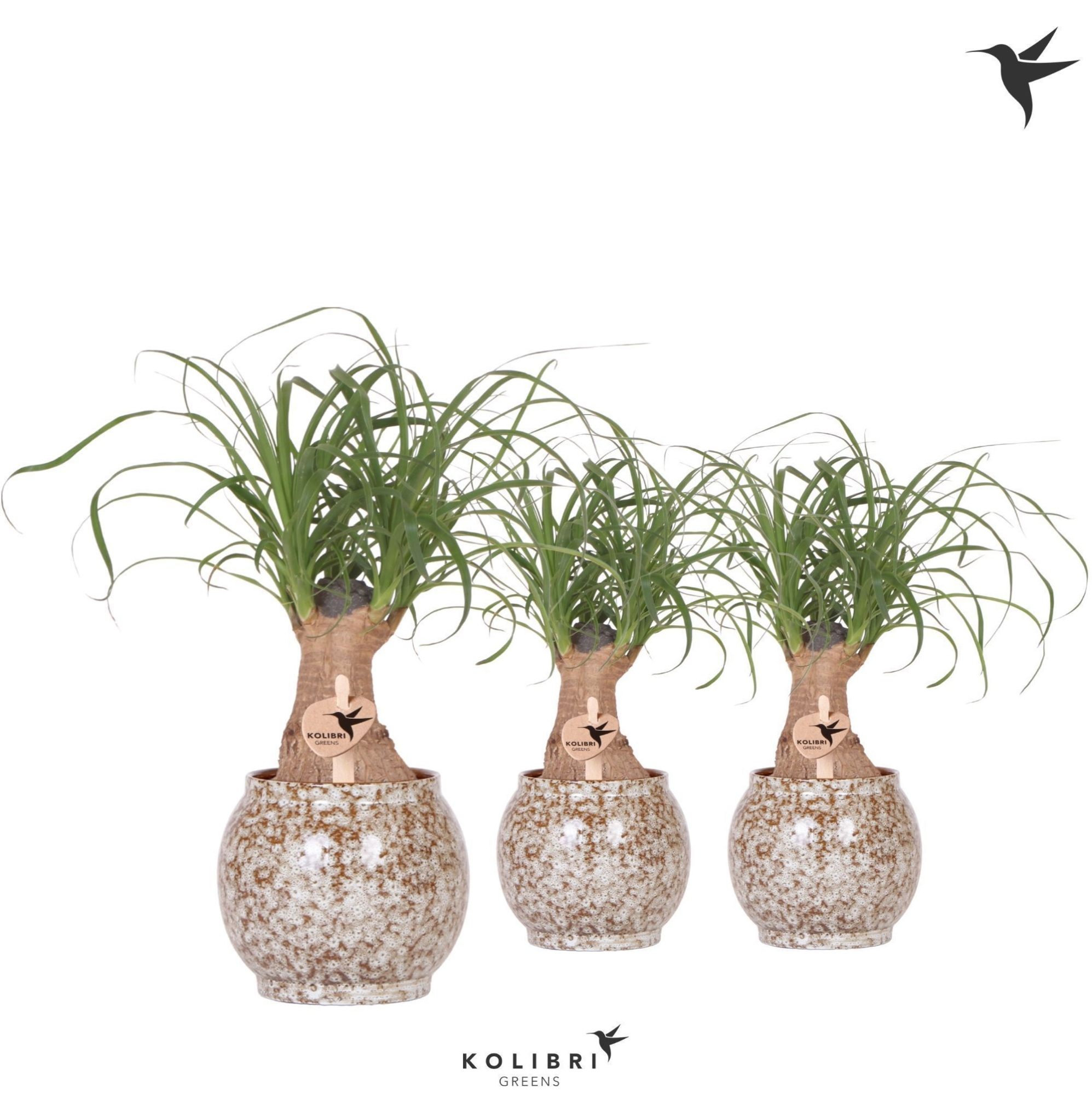 Kolibri Greens Beaucarnea in Safari pot, D 9