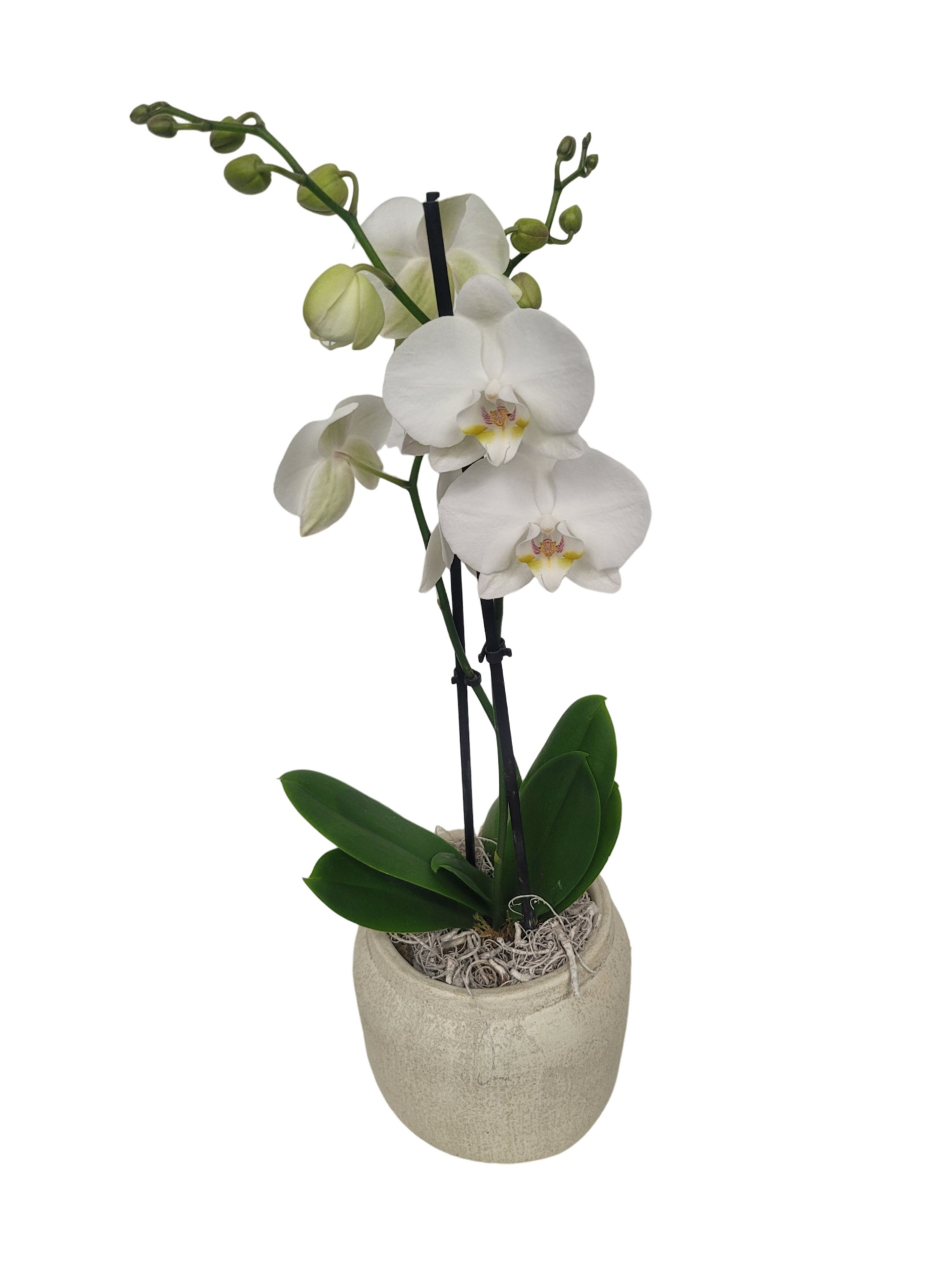 RWP16PHCM Rude White Pot Phal 2t wit + Curly moss deco, D 16 cm