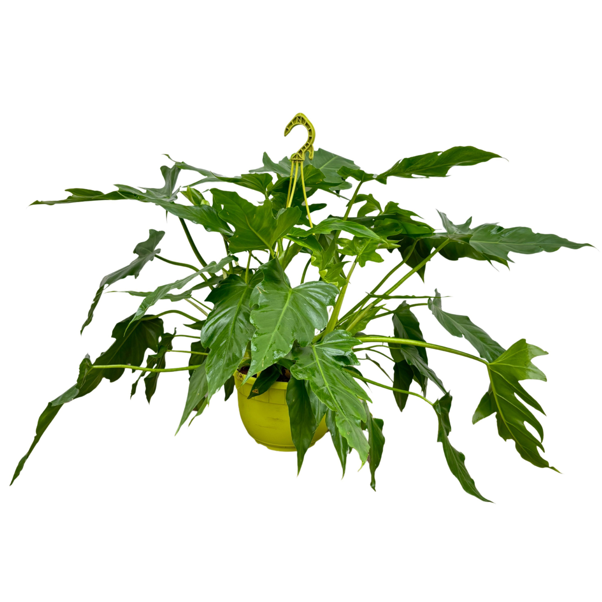 Philodendron Selloum hanging pot - 60cm, D 19 cm