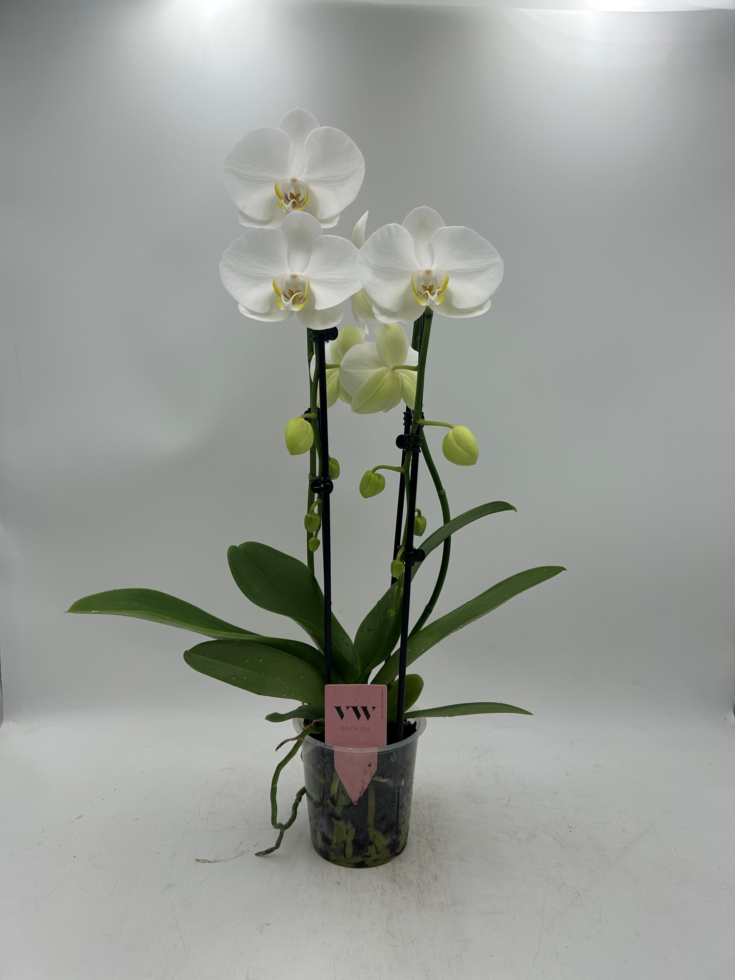Phalaenopsis Cascade 2 tak Glasgow, D 12 cm