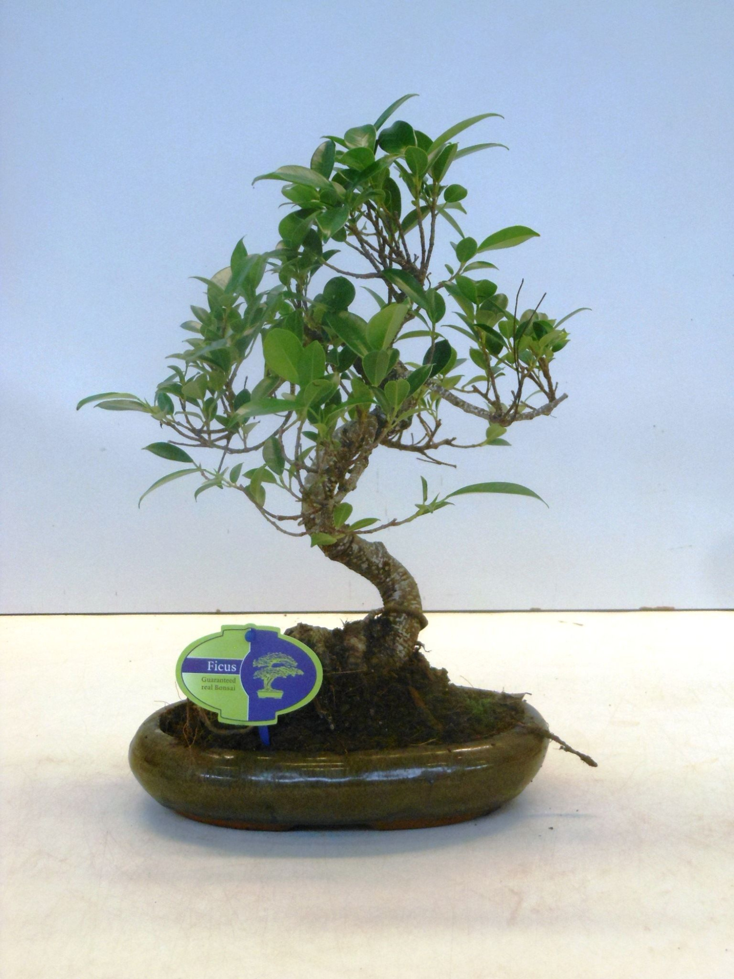 Ficus retusa, 24cm., shape, without drip tray, D 24