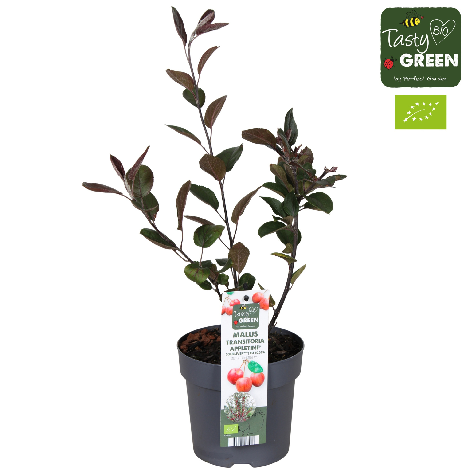 Malus transitoria 'Appletini'® Bio P14, D 14 cm