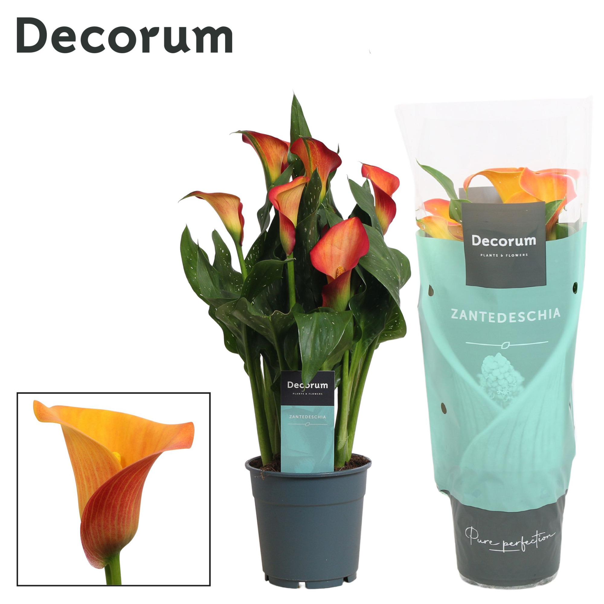 Zantedeschia (Calla) Oranje (Decorum), D 12