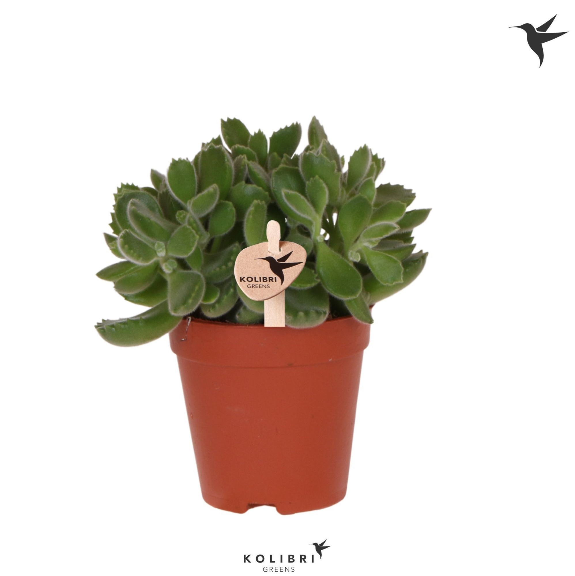 Kolibri Greens Succulenten Cotyledon Green Footprint, D 9 cm