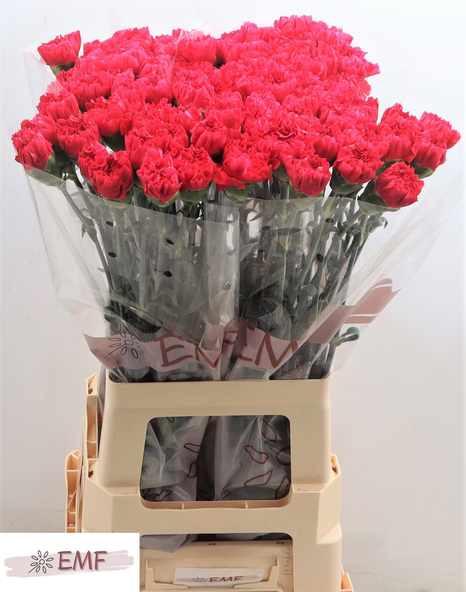 Диантус од. Бизет, шт.