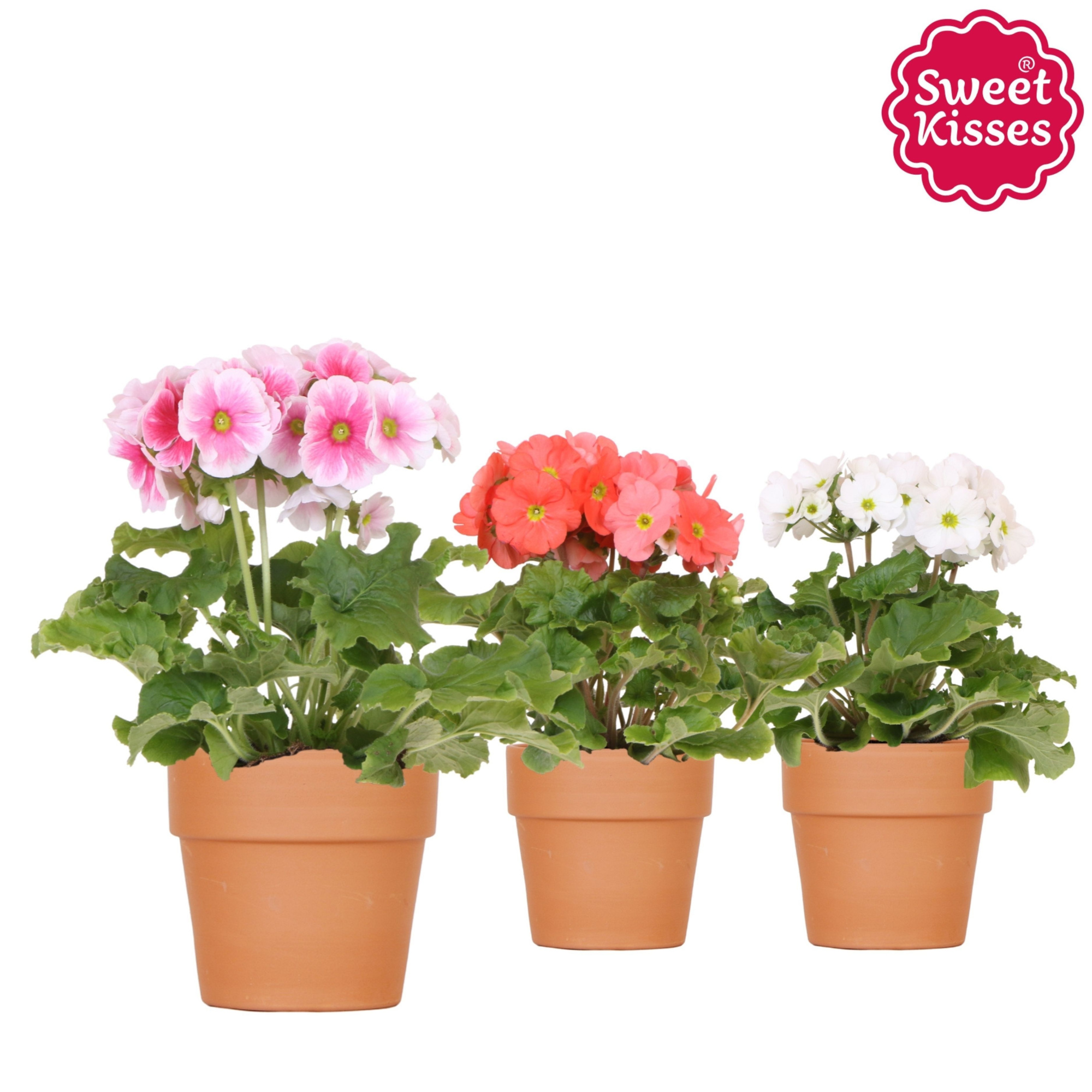 Primula Obconica Sweet Kisses mix in Terracotta pot, D 12