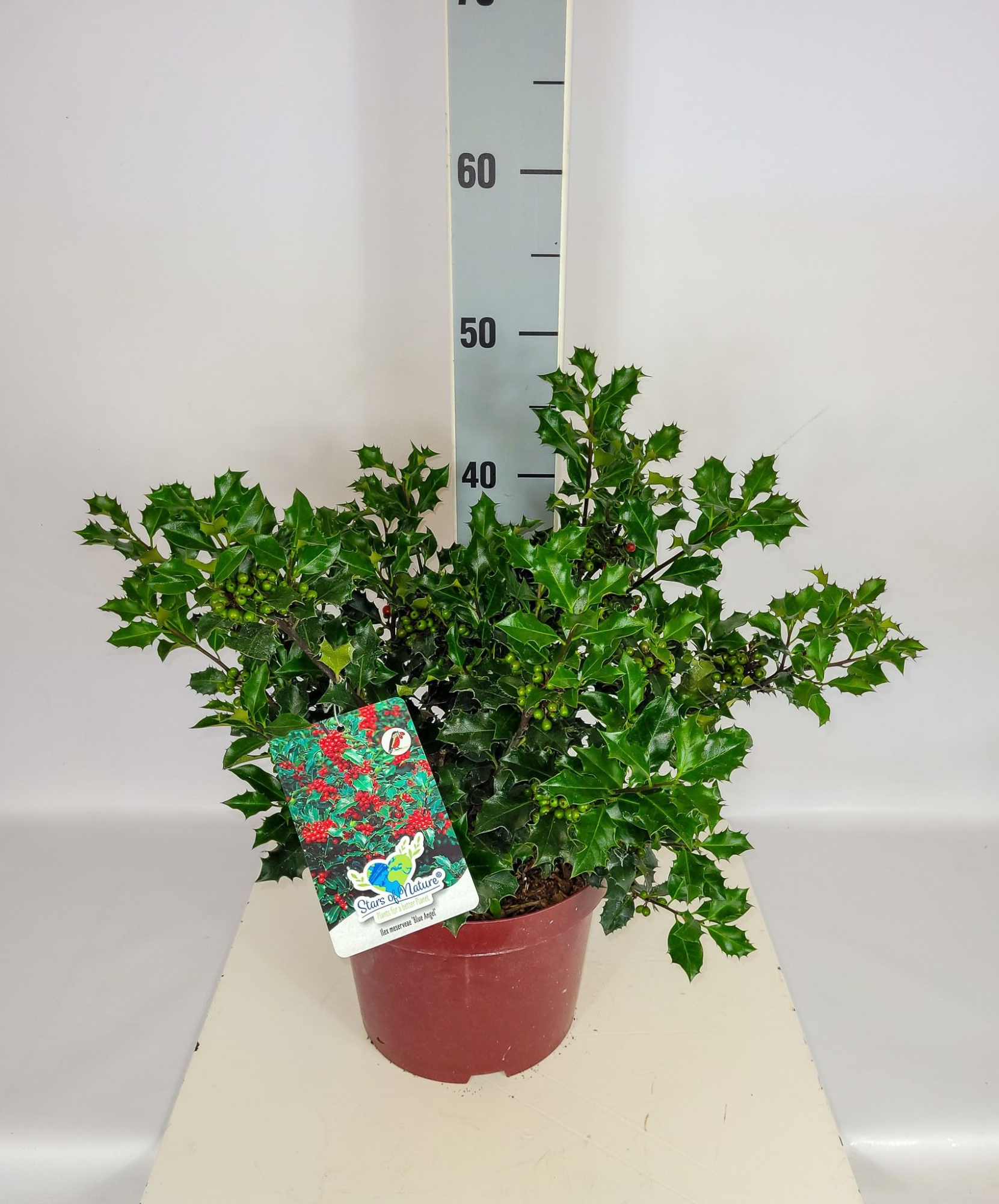 Ilex meserveae 'Blue Angel' C5 30-40, D 23 cm