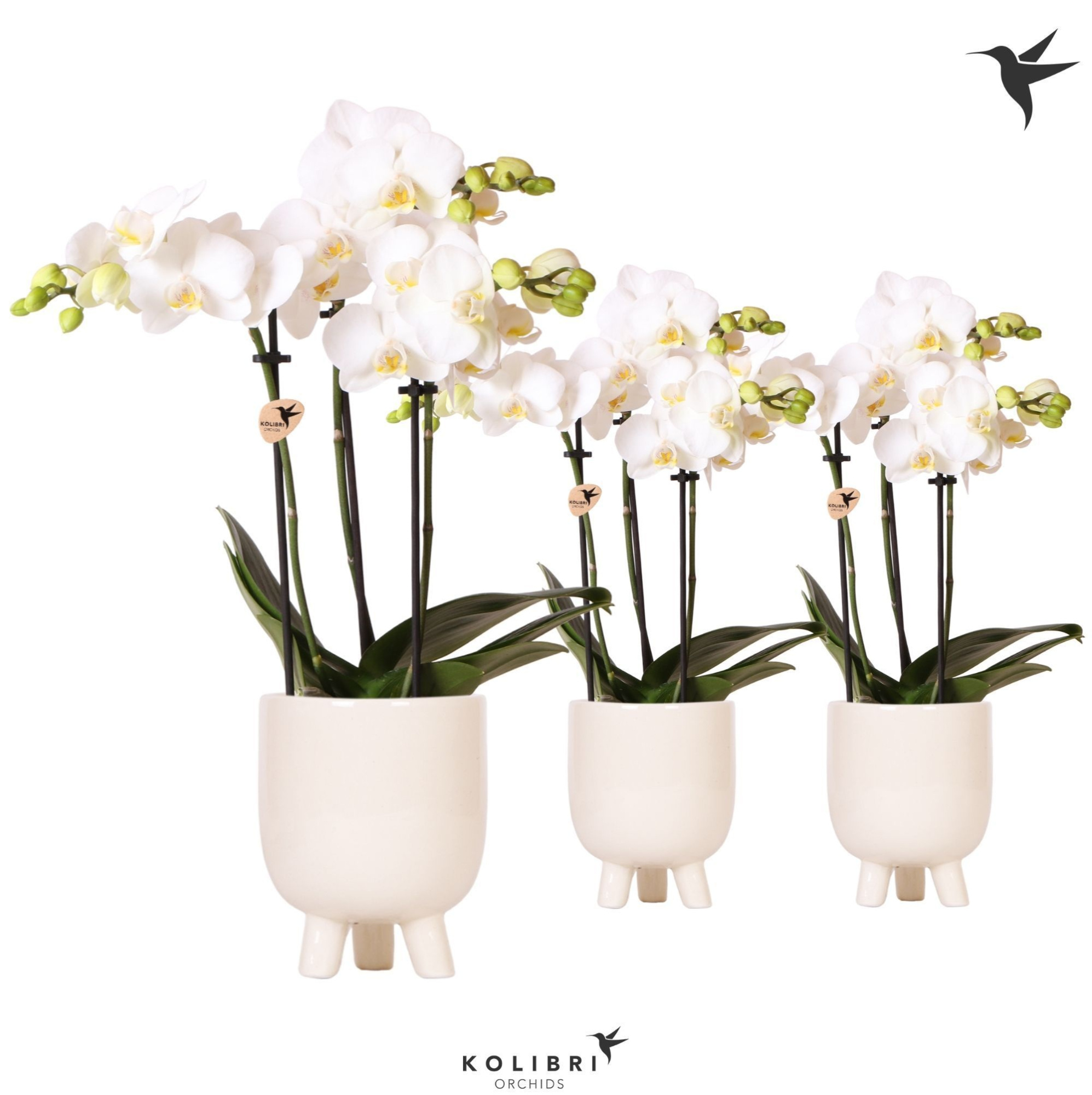 Kolibri Orchids Phalaenopsis white 3 spike in Gummy travertine, D 9