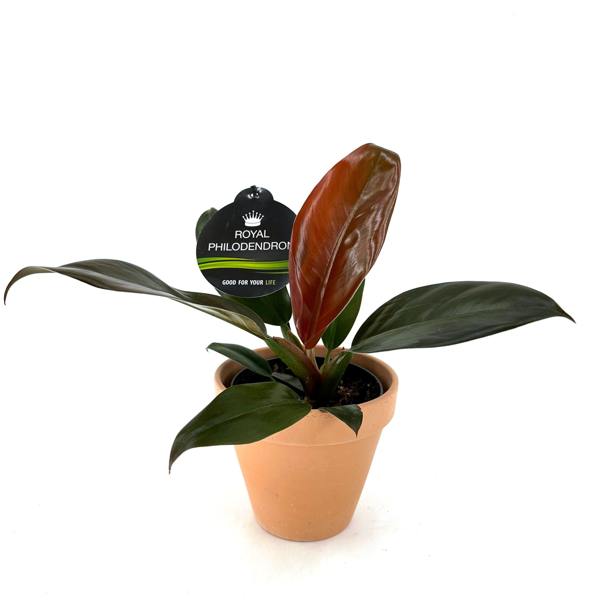 Philodendron Imperial Red w/claypot, D 13 cm