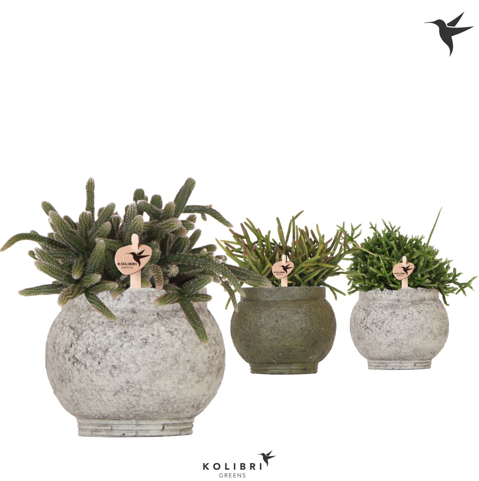 Kolibri Greens Rhipsalis mix in Ancient pot green mix, D 9